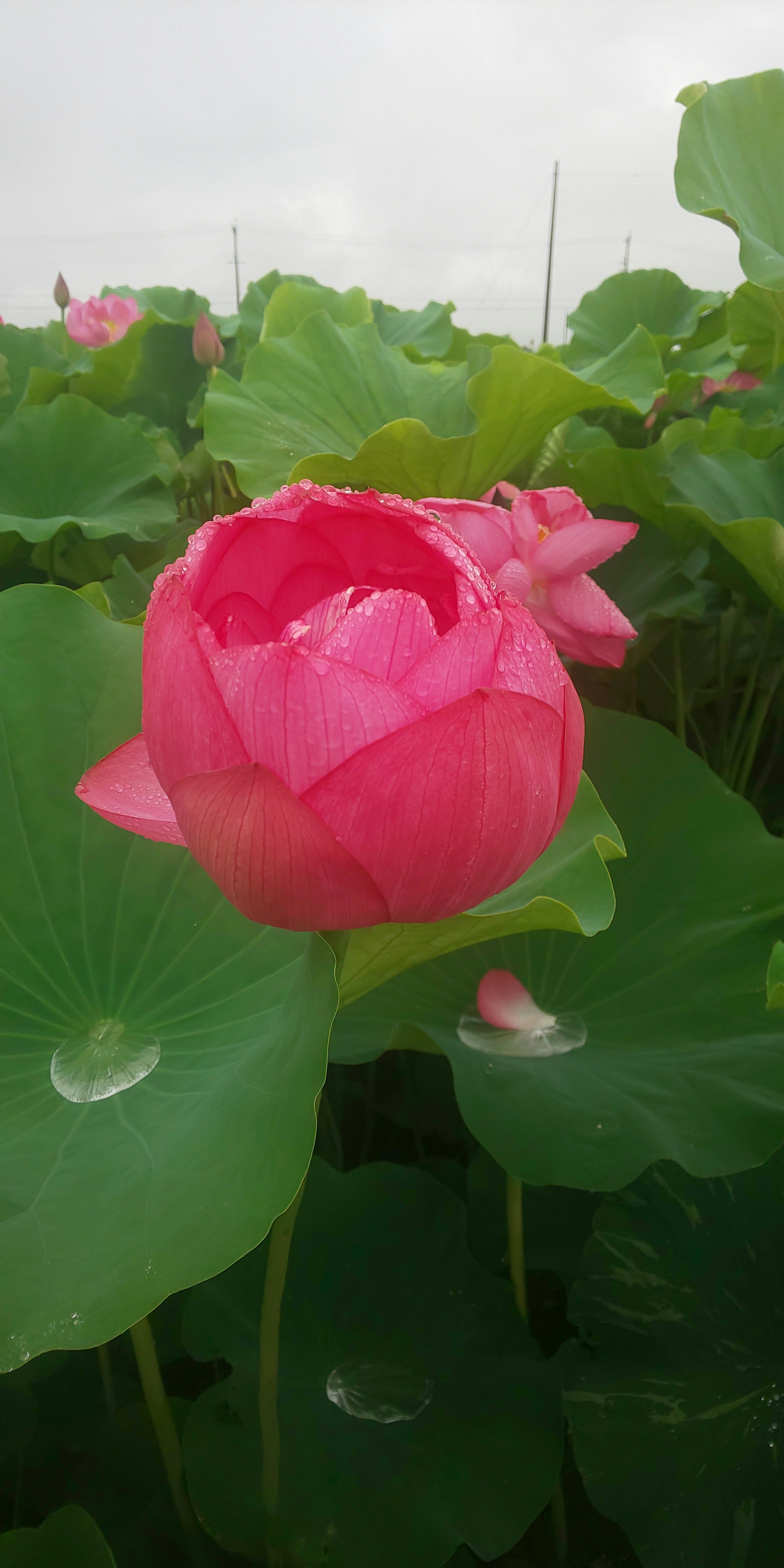 Beautiful pink lotus flower surrounded by green leaves