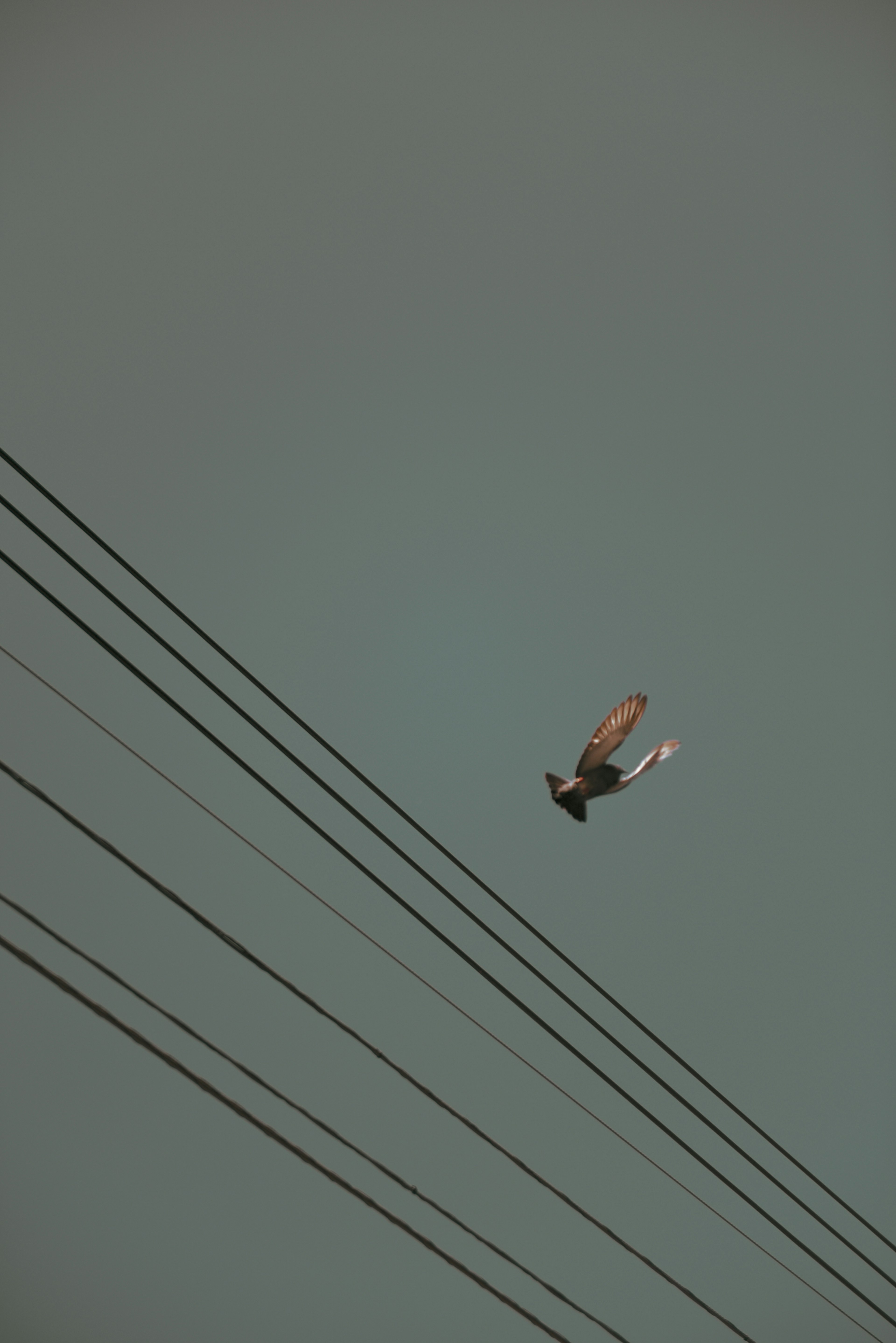 A bird flying above power lines against a gray sky