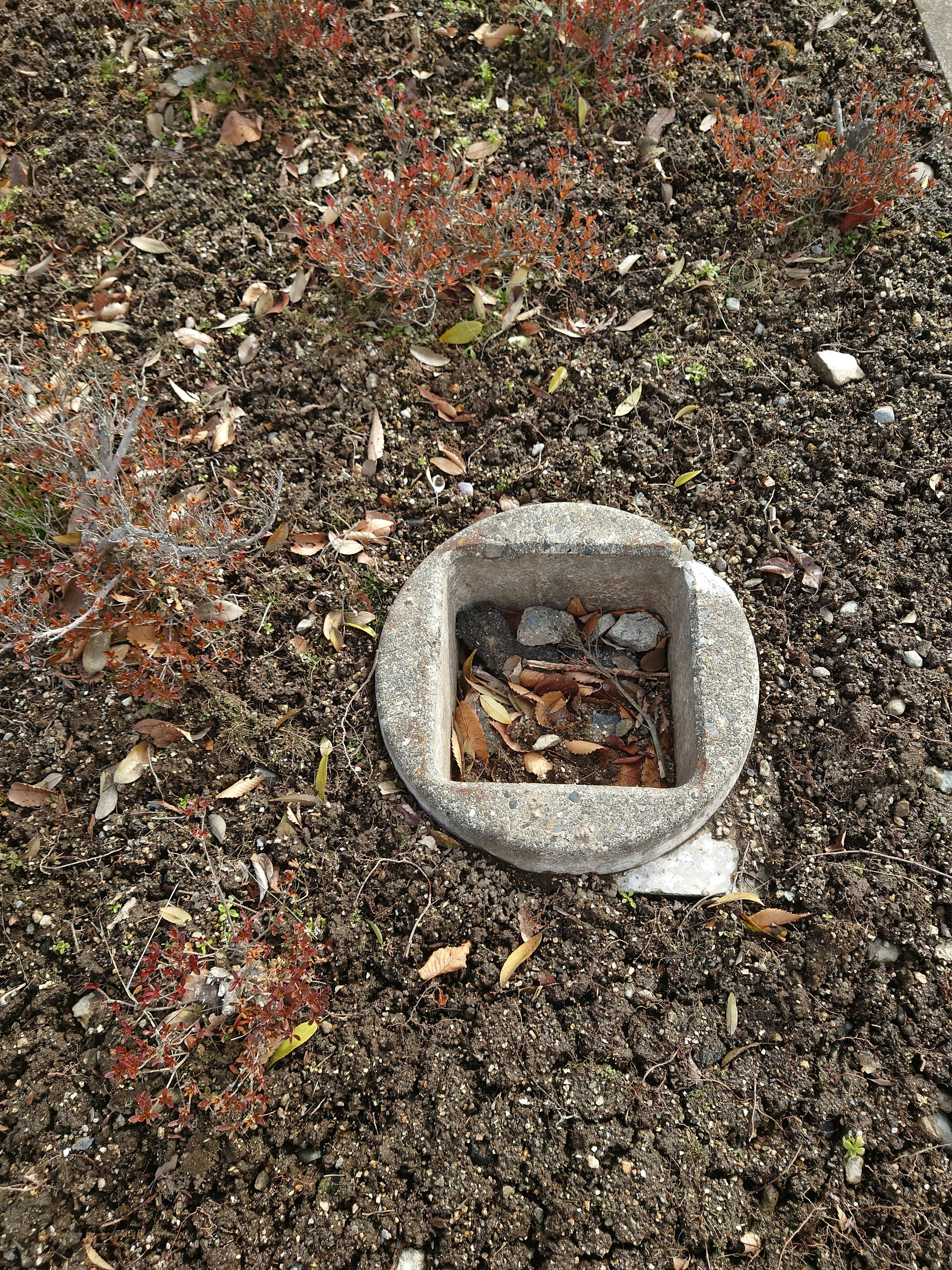 Estructura cuadrada de concreto incrustada en el suelo rodeada de pequeñas plantas y piedras