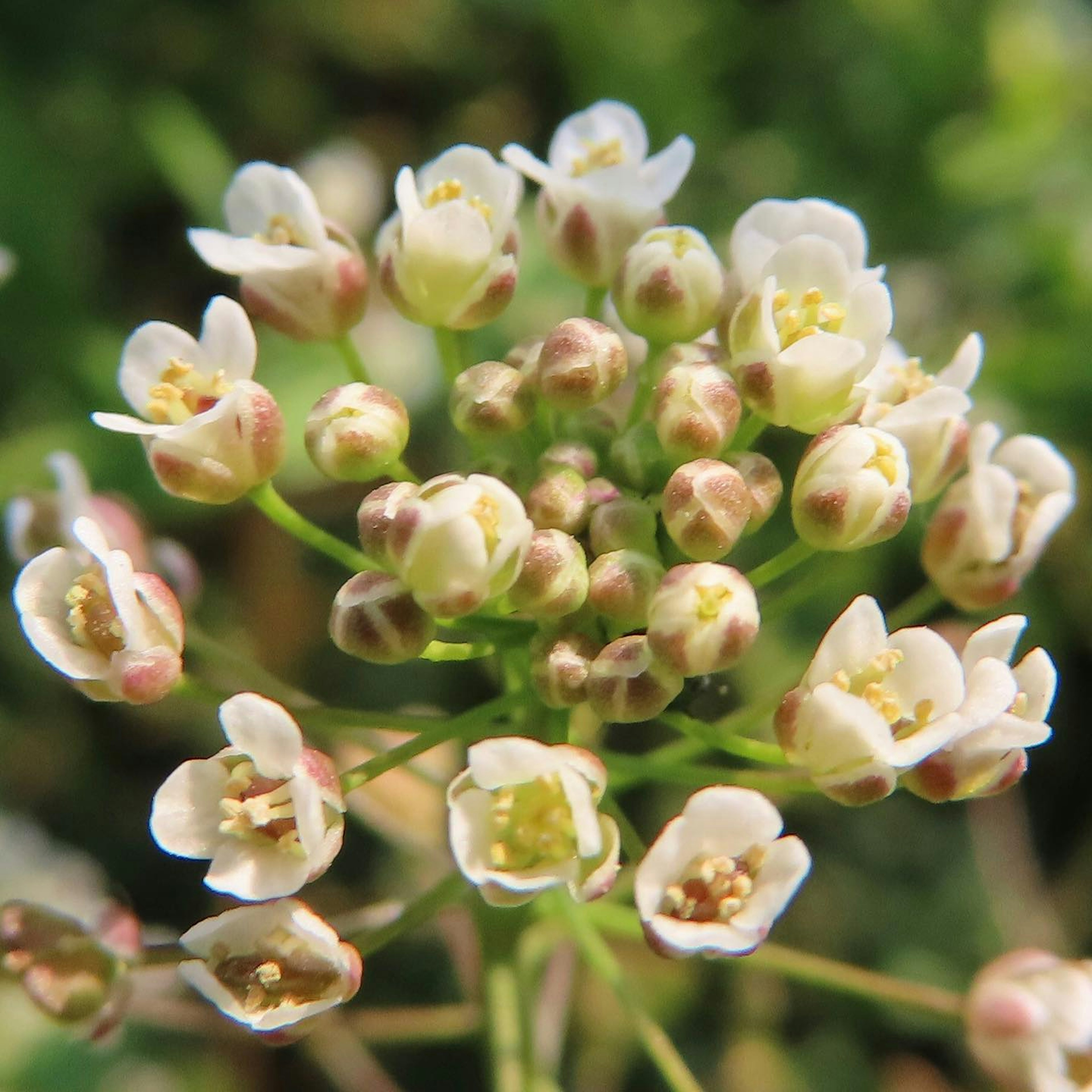 Primo piano di una pianta con grappoli di piccoli fiori bianchi e boccioli