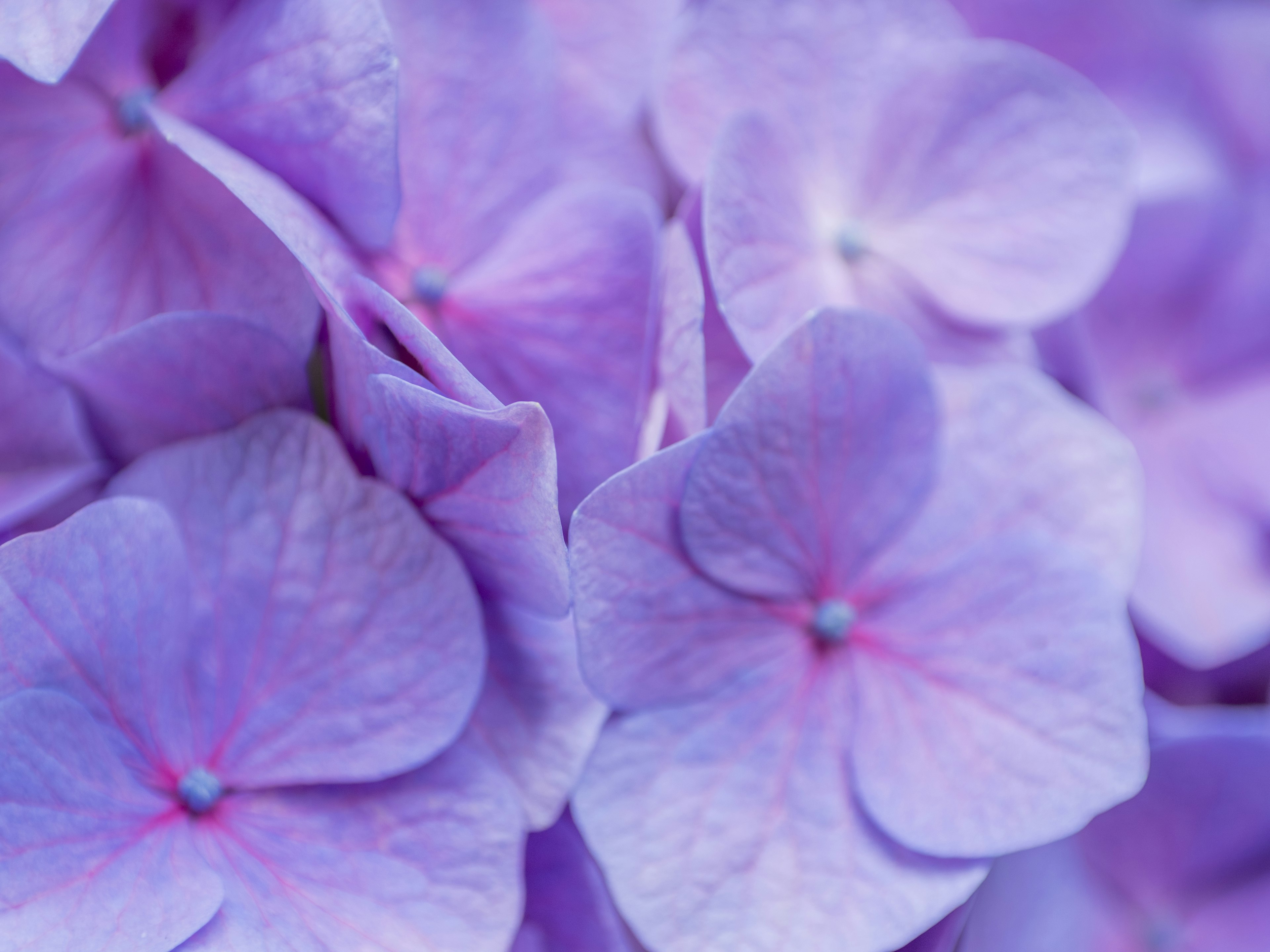 Gros plan de pétales de hortensia violets délicats superposés