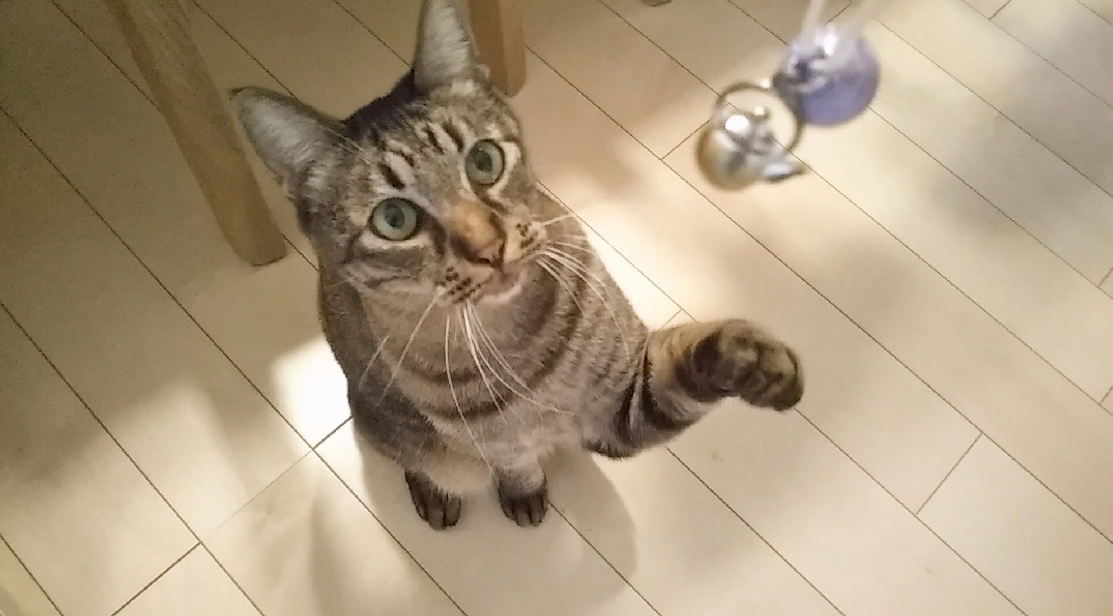 A standing striped brown cat reaching out with one paw