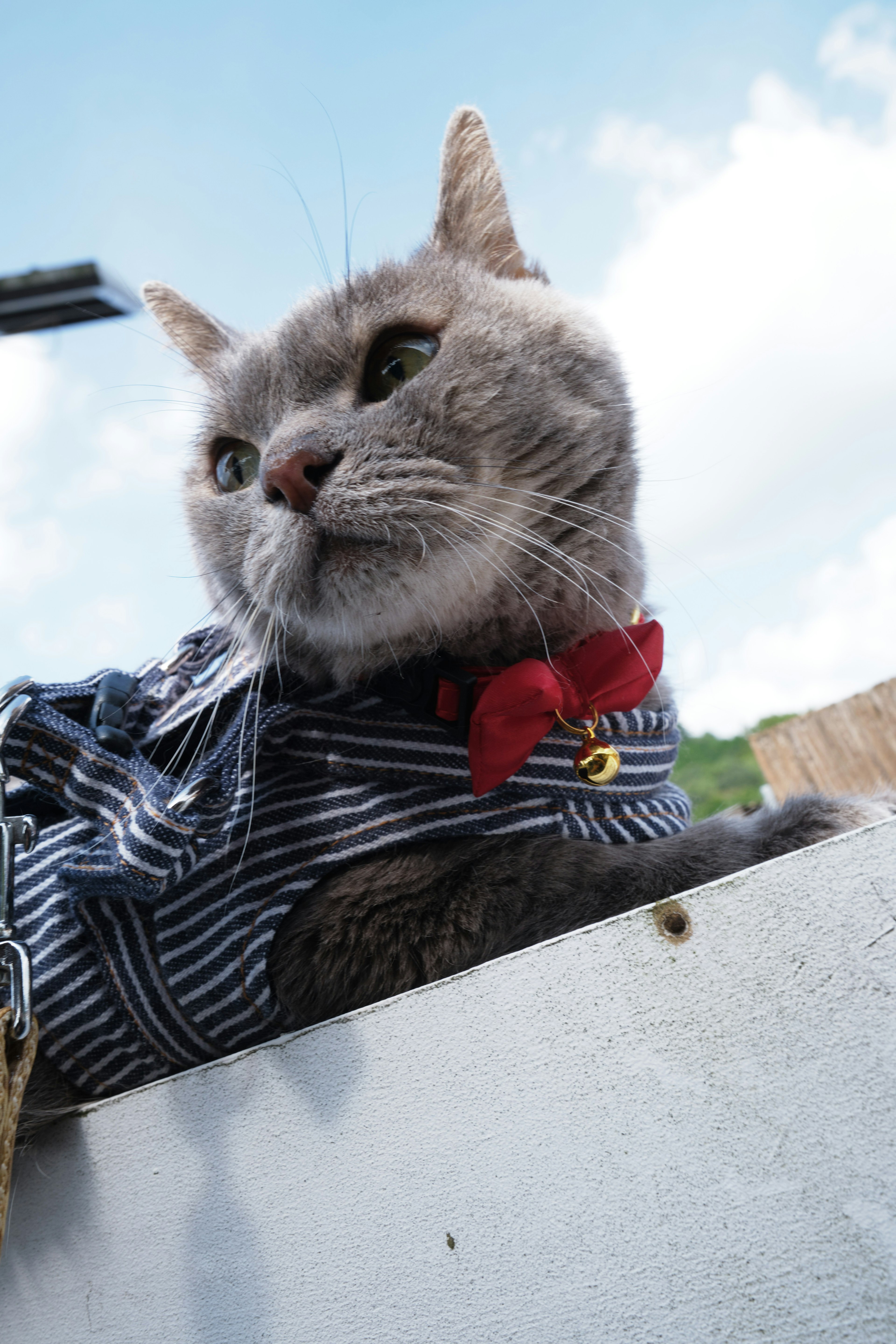 Gray cat wearing a striped shirt and a red bowtie