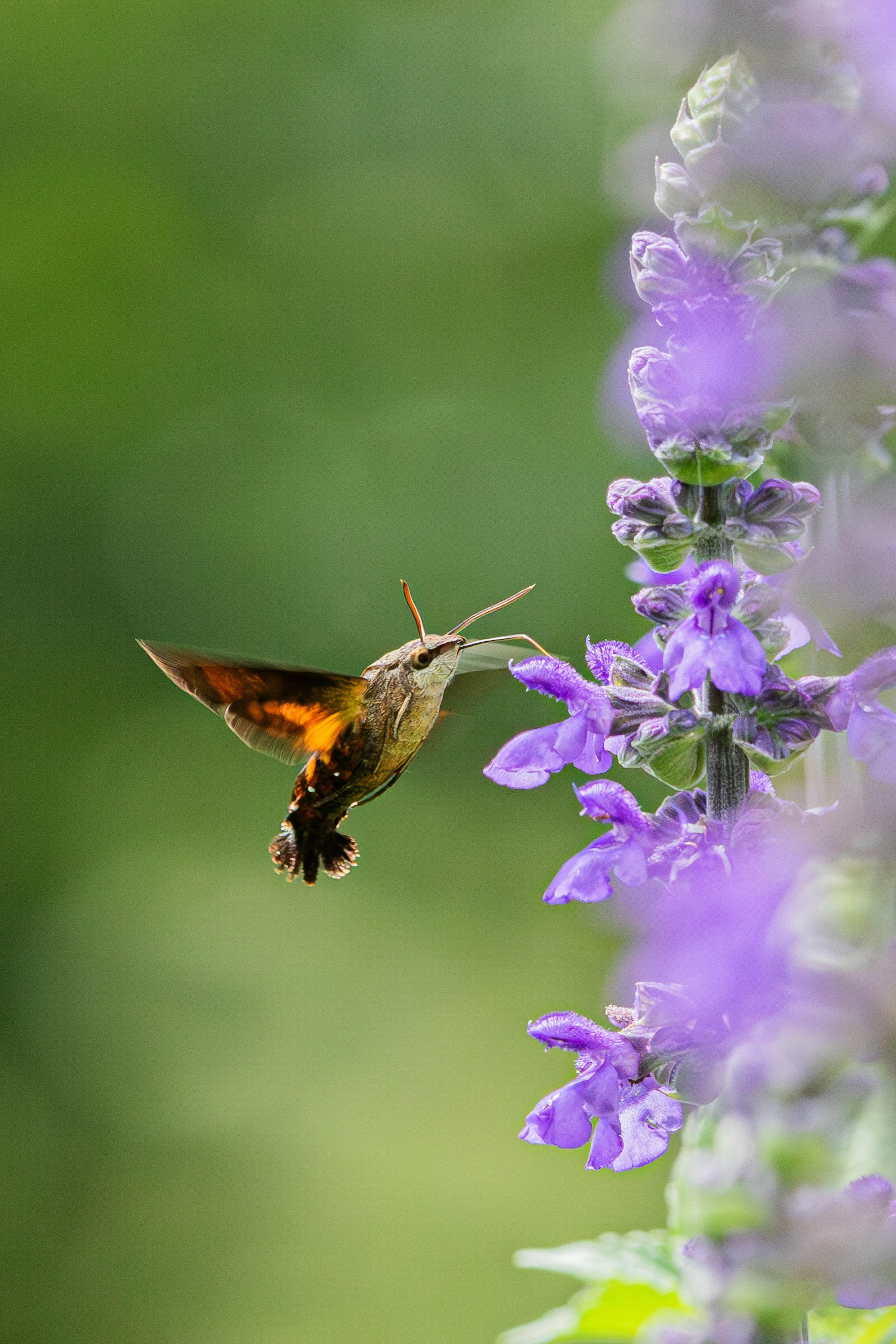 Hummingbird feeding on purple flowers in a lush green background