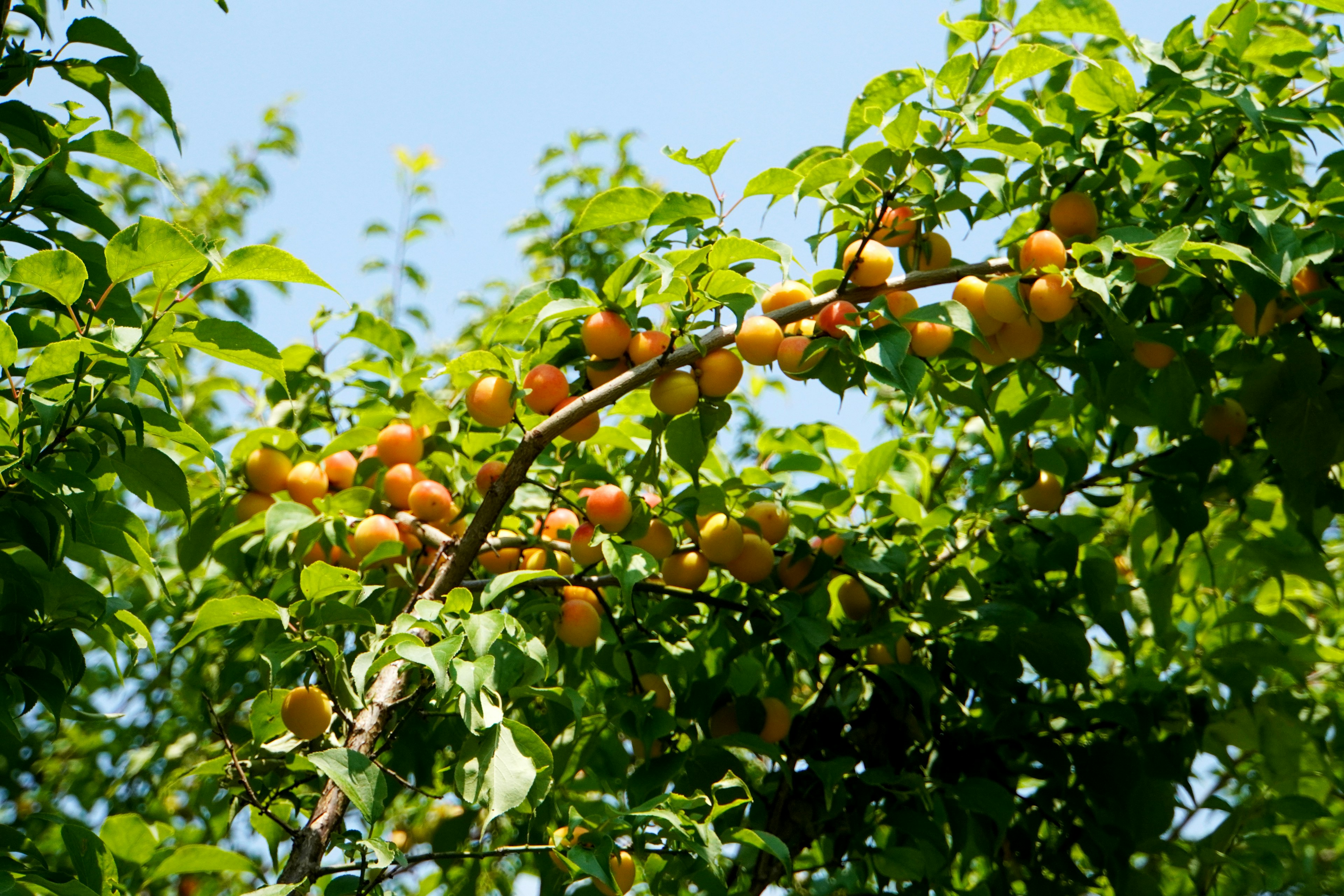 Una rama de árbol con frutos amarillos-naranjas maduros bajo un cielo azul claro