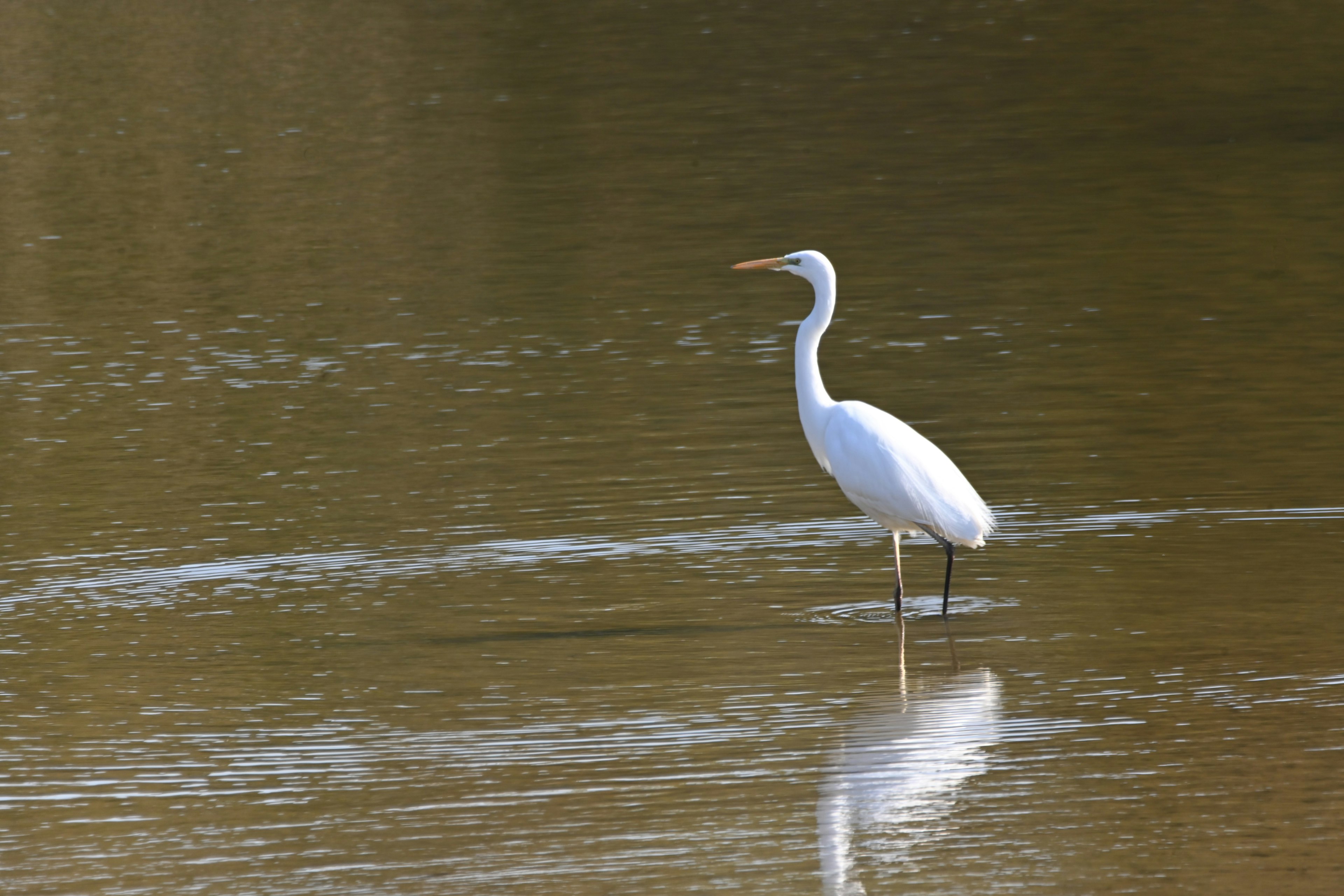 Un héron blanc se tenant dans l'eau calme