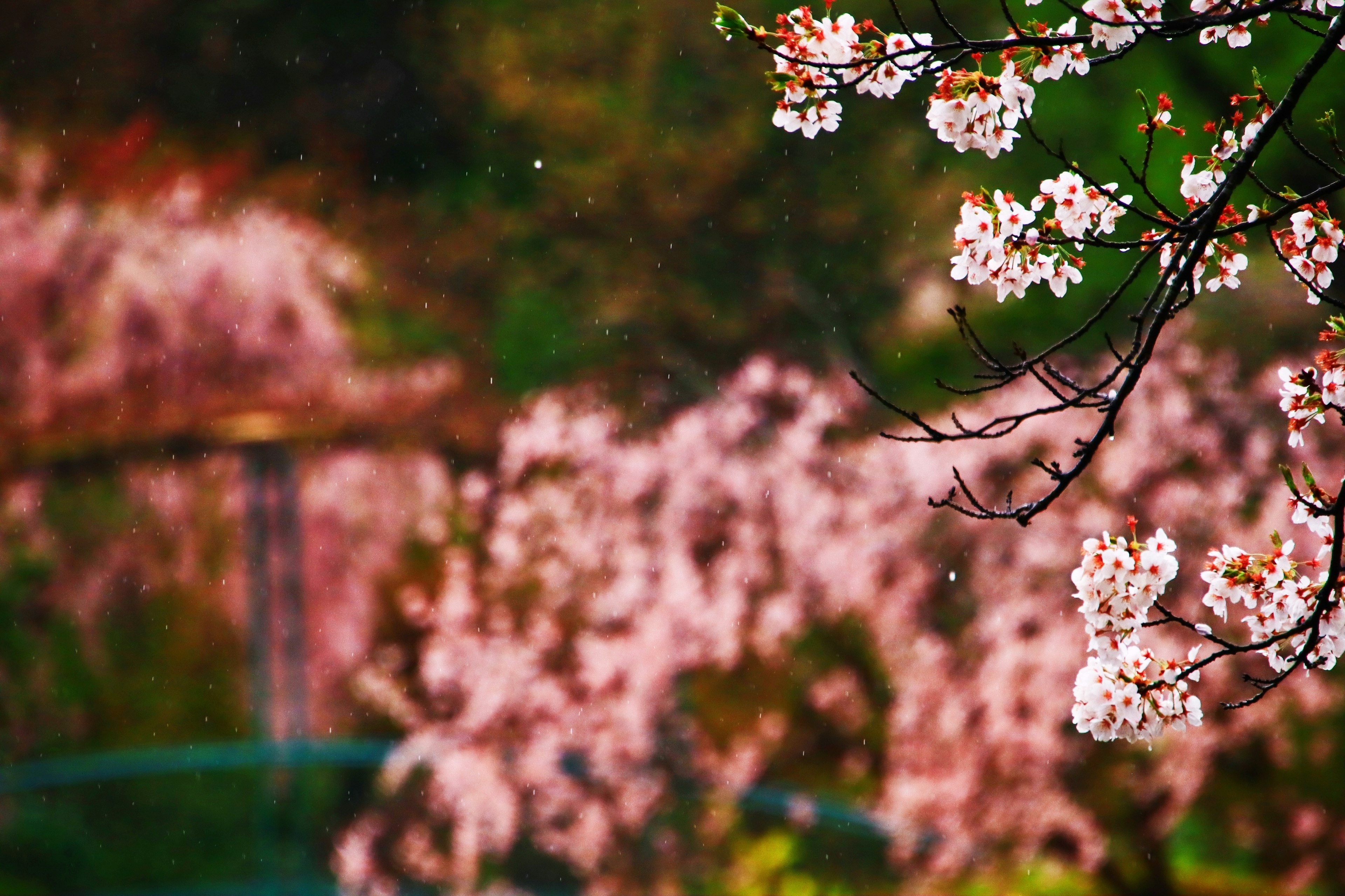 Kirschblüten in voller Blüte mit einem verschwommenen Hintergrund aus rosa Blumen