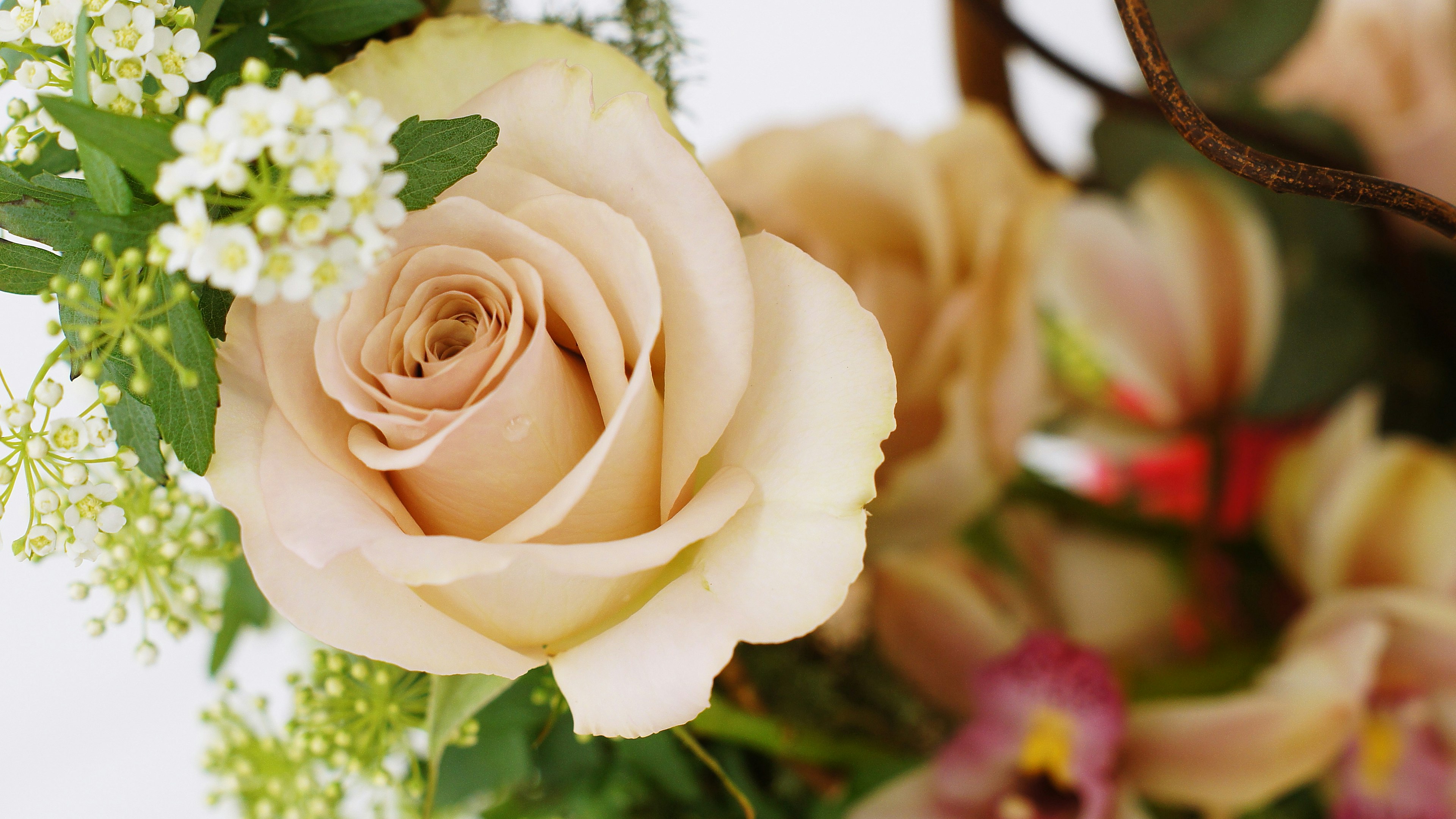 Rosa suave rodeada de vegetación y otras flores