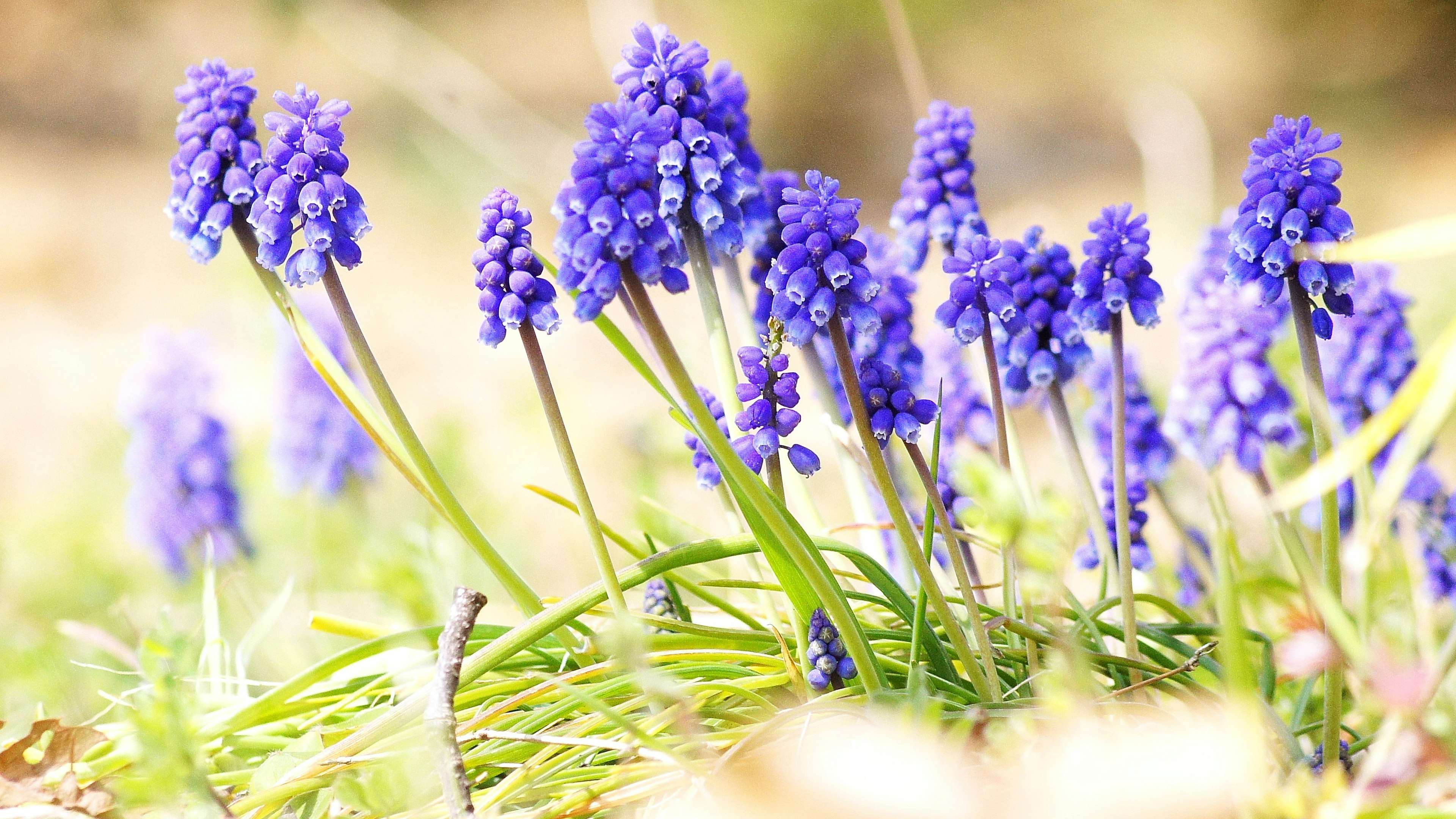 Feld mit lila Blumen, die zwischen grünem Gras blühen