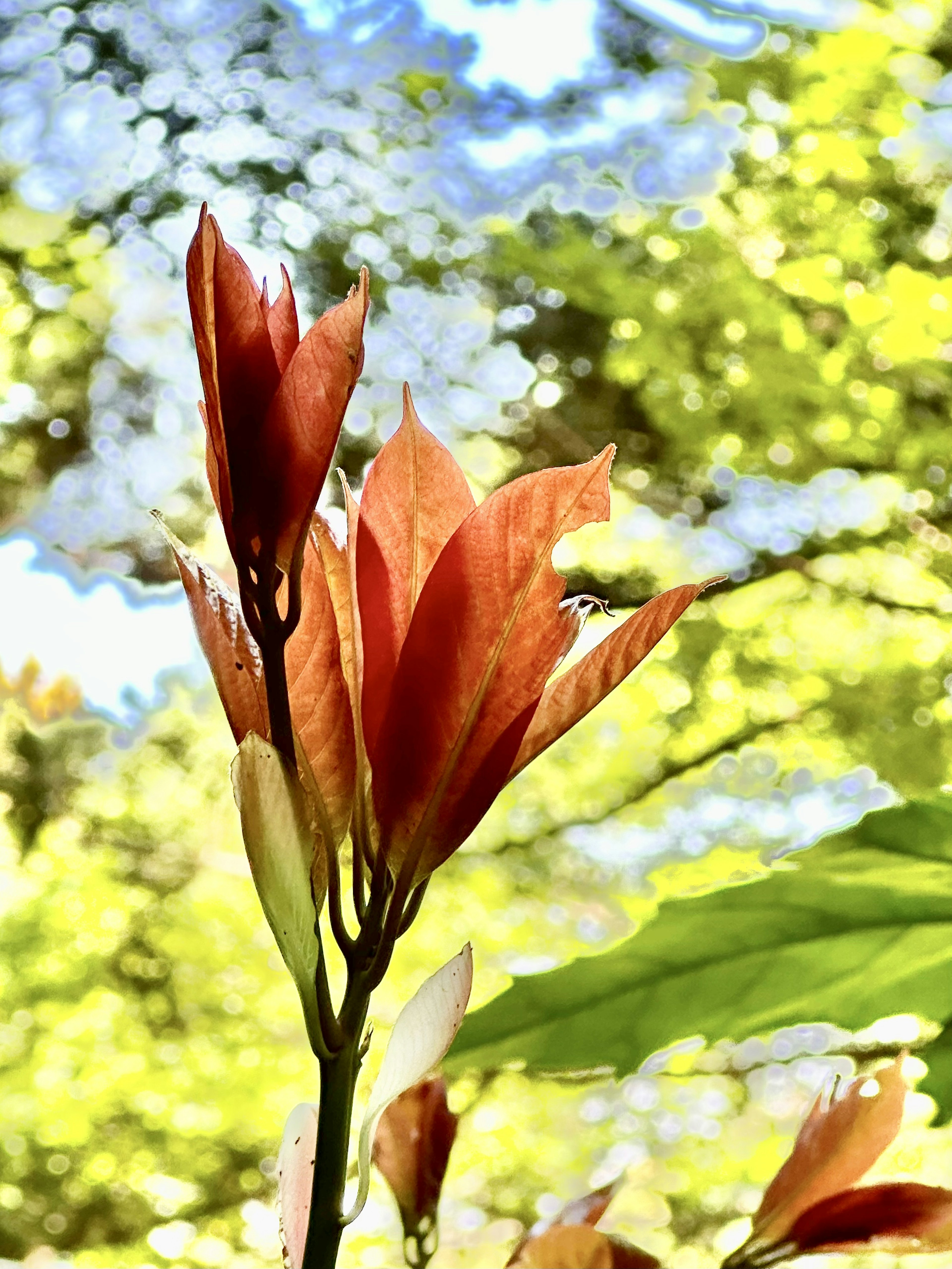 新緑の中に鮮やかなオレンジ色の花が咲いている