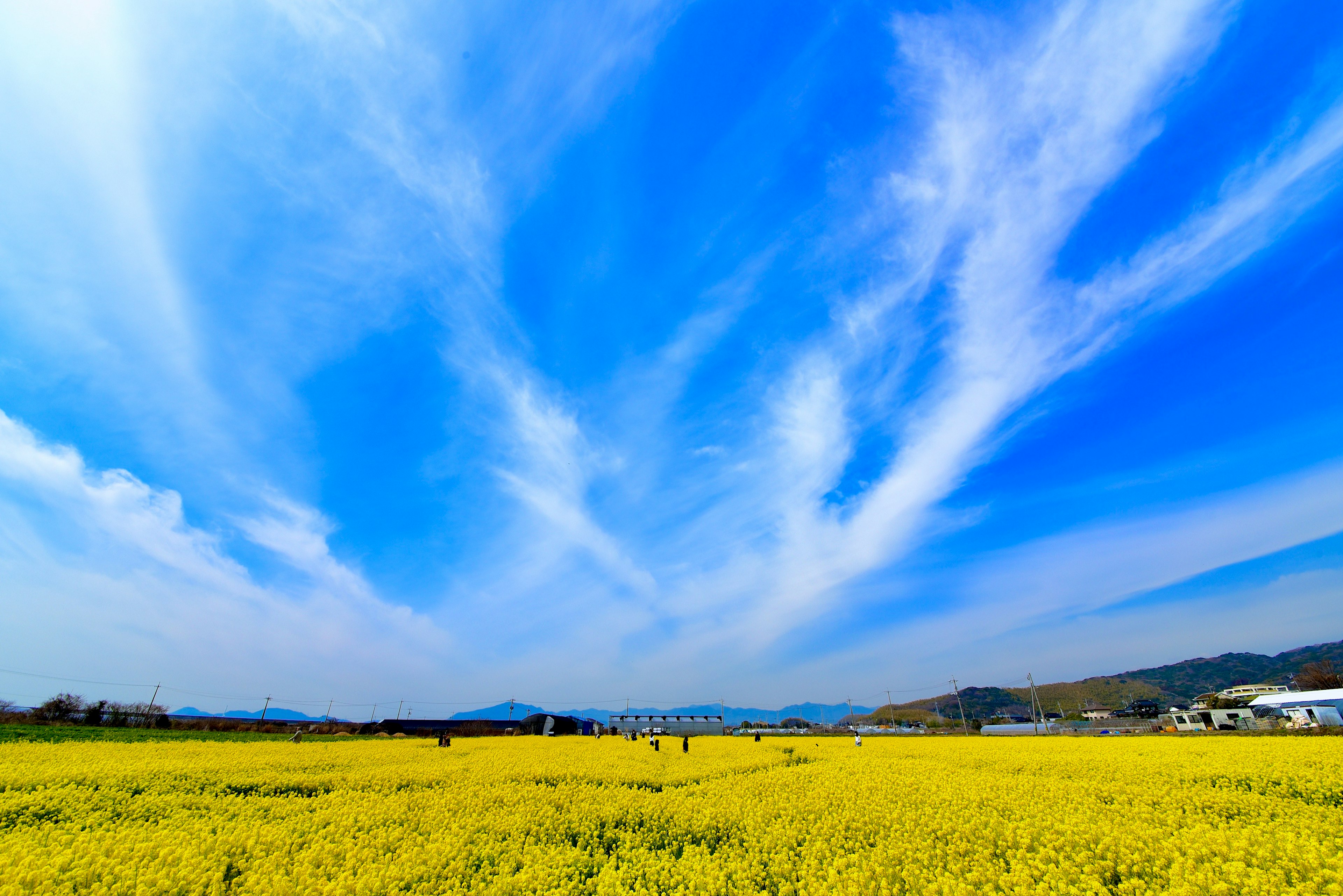 青空と白い雲が広がる黄色い菜の花畑の風景