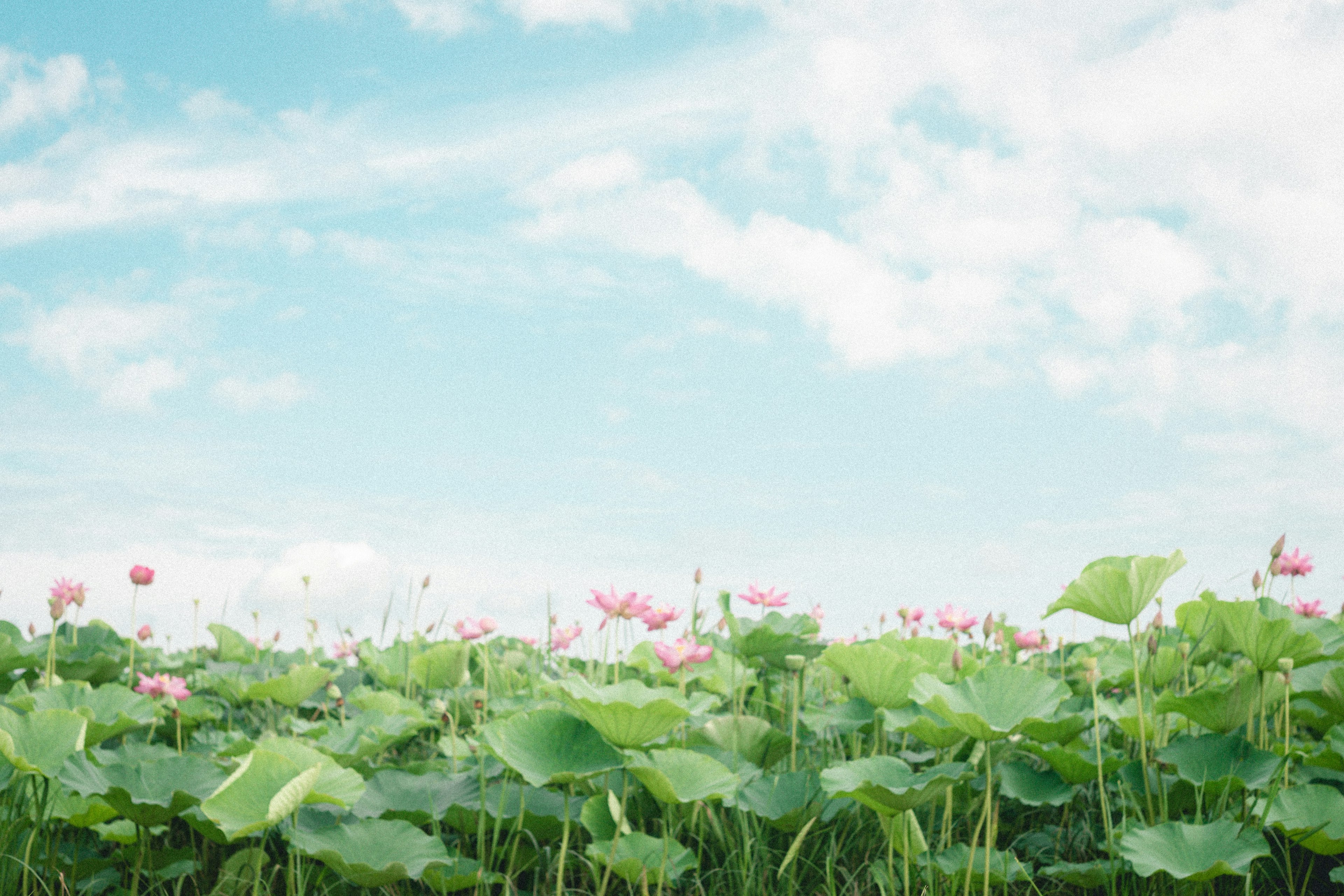 Lotus flowers and leaves under a blue sky