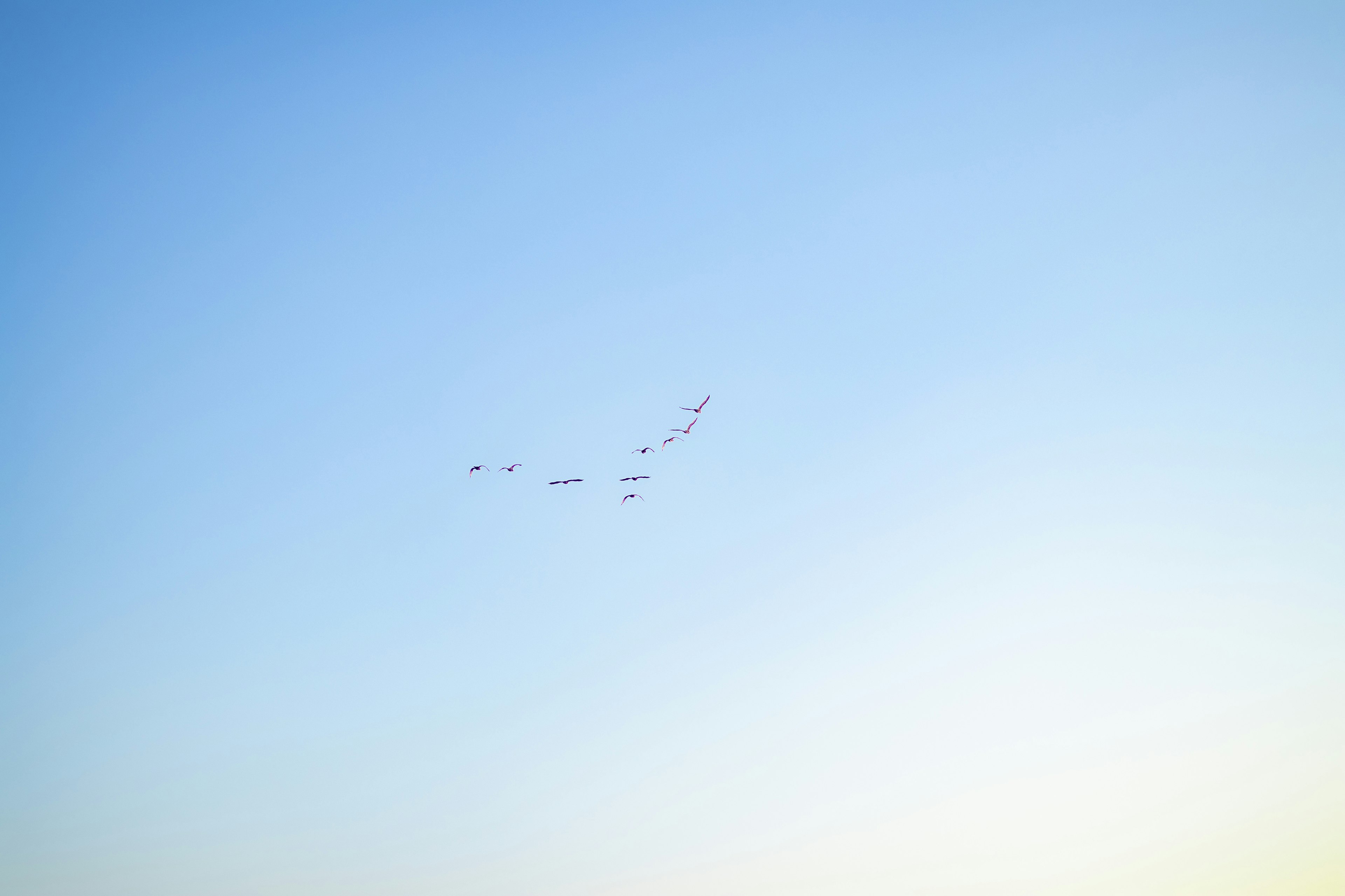 Un gruppo di uccelli che volano in un cielo blu