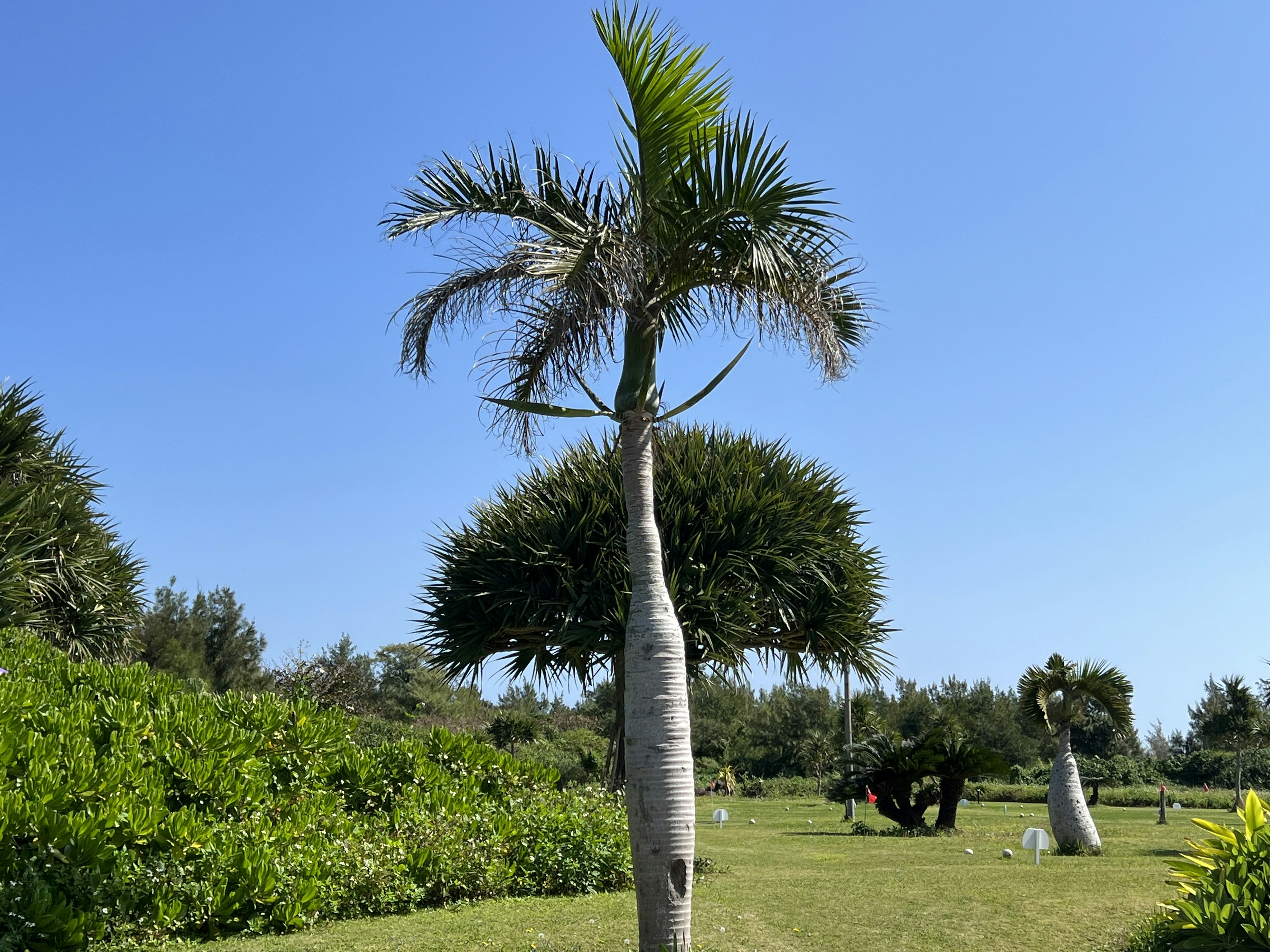 Palmera única bajo un cielo azul con césped verde exuberante