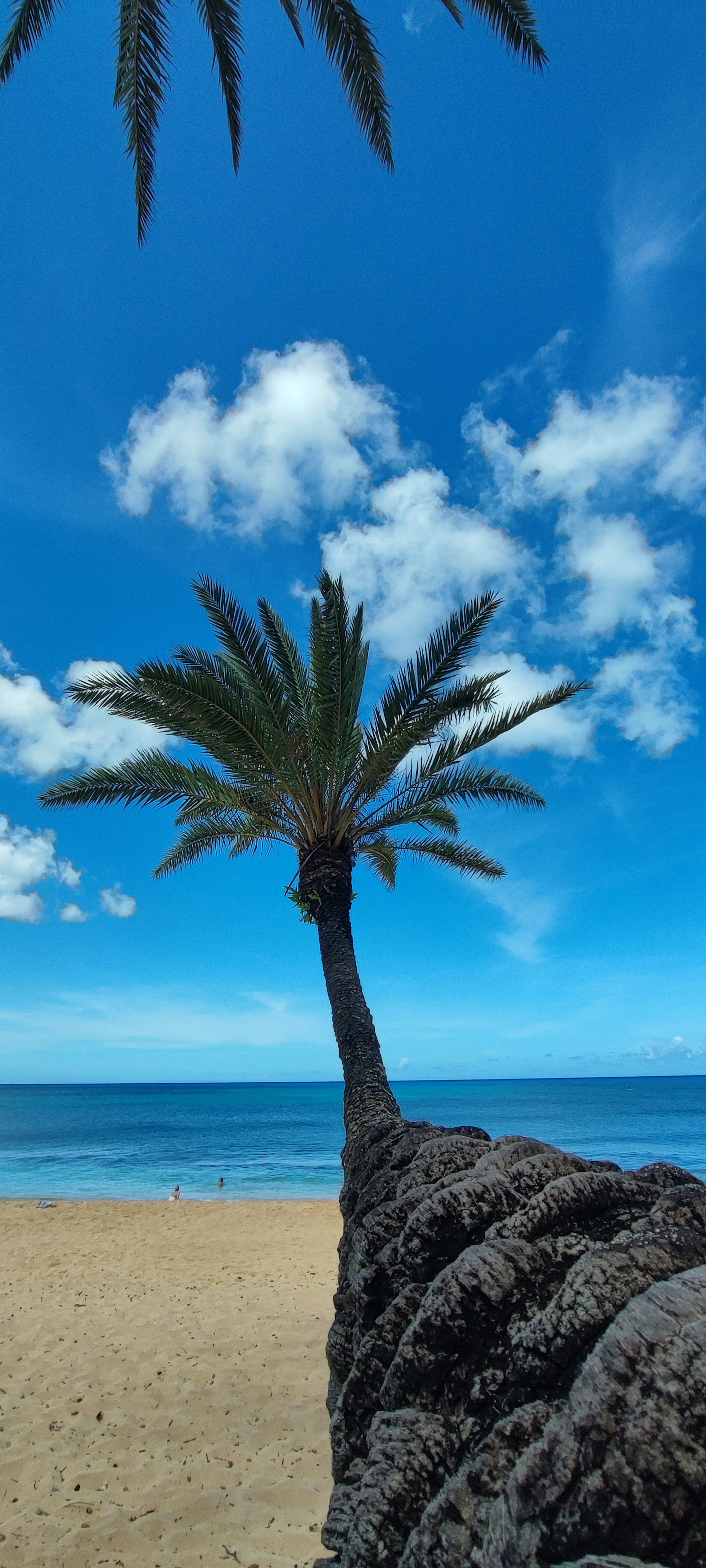 Una escena de playa con una palmera inclinada contra un cielo azul y nubes blancas esponjosas