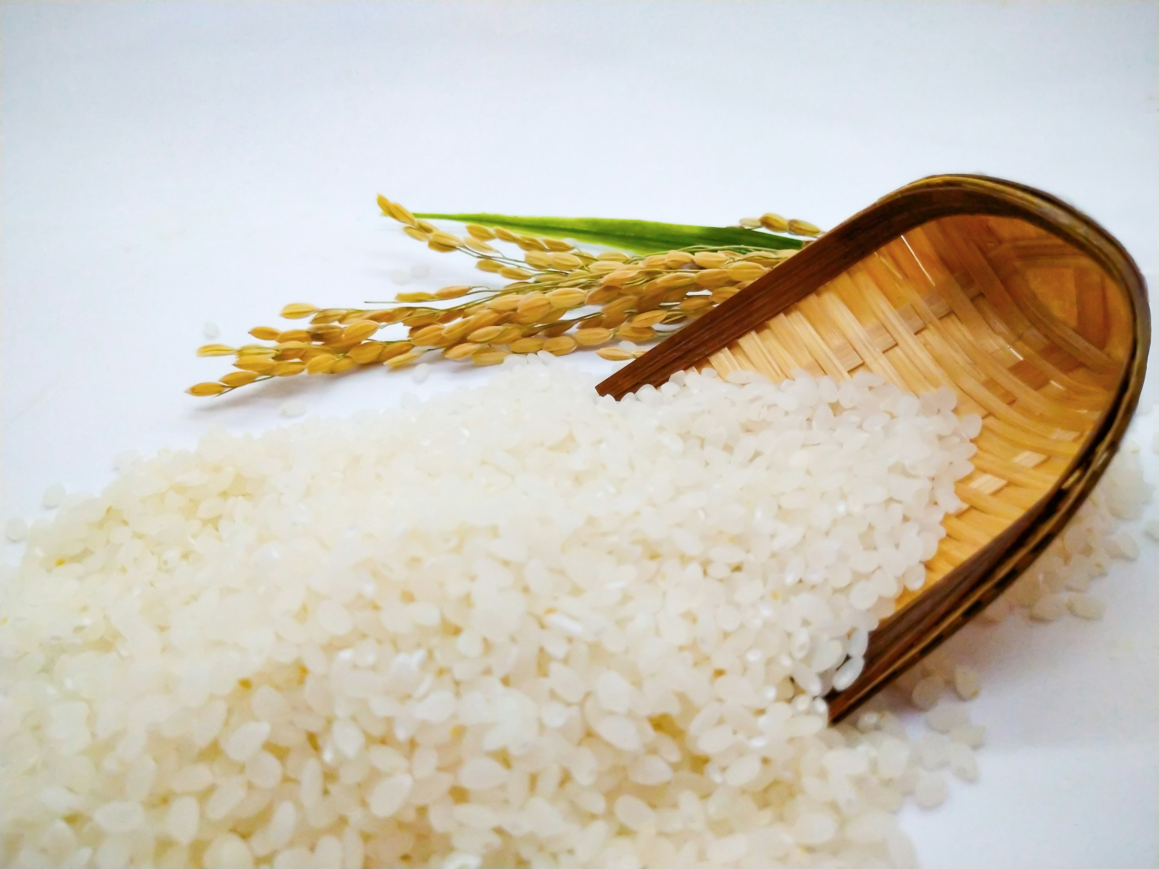 A wooden basket spilling white rice alongside golden rice stalks