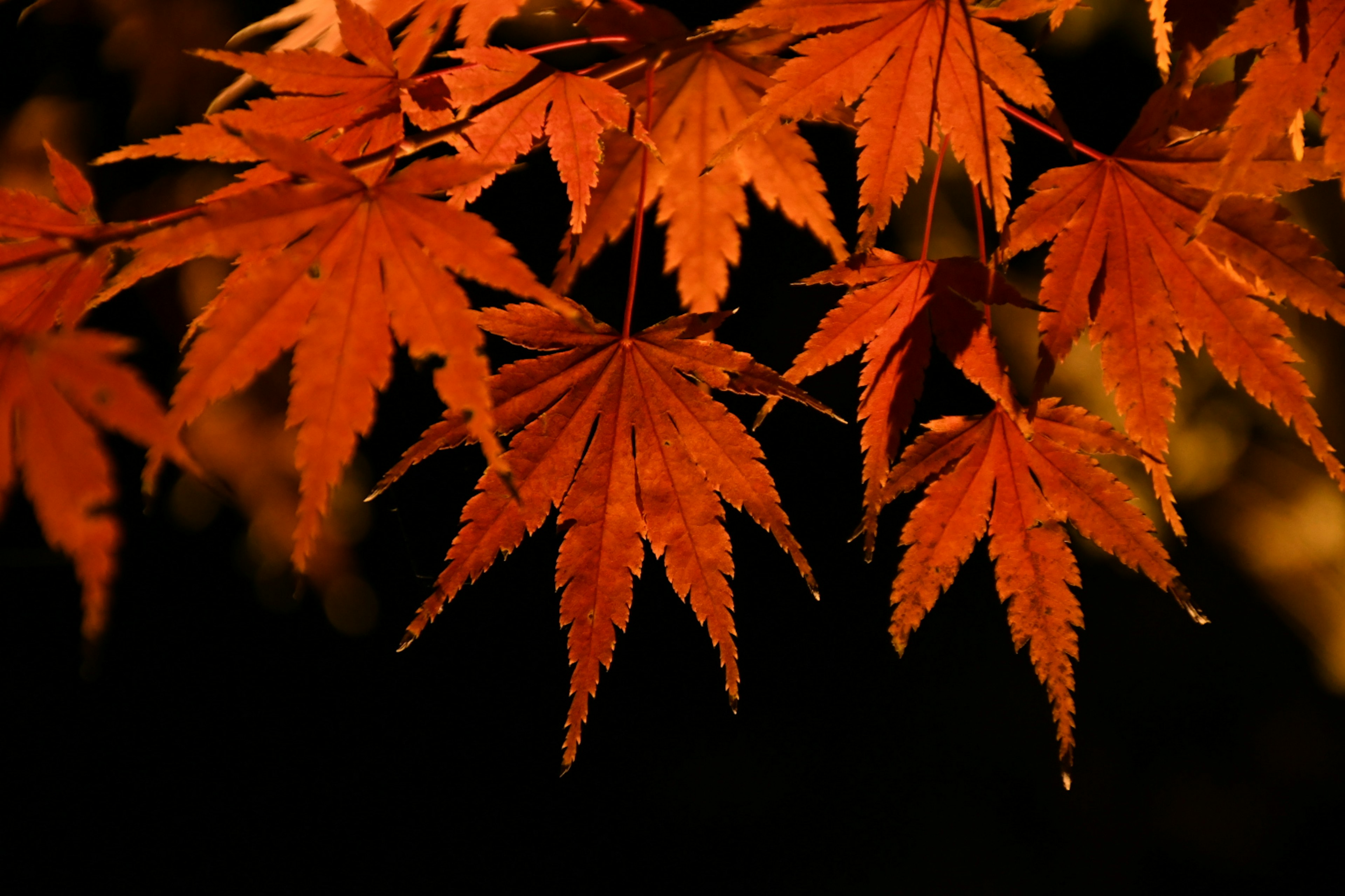 Feuilles d'érable rouges sur un fond sombre