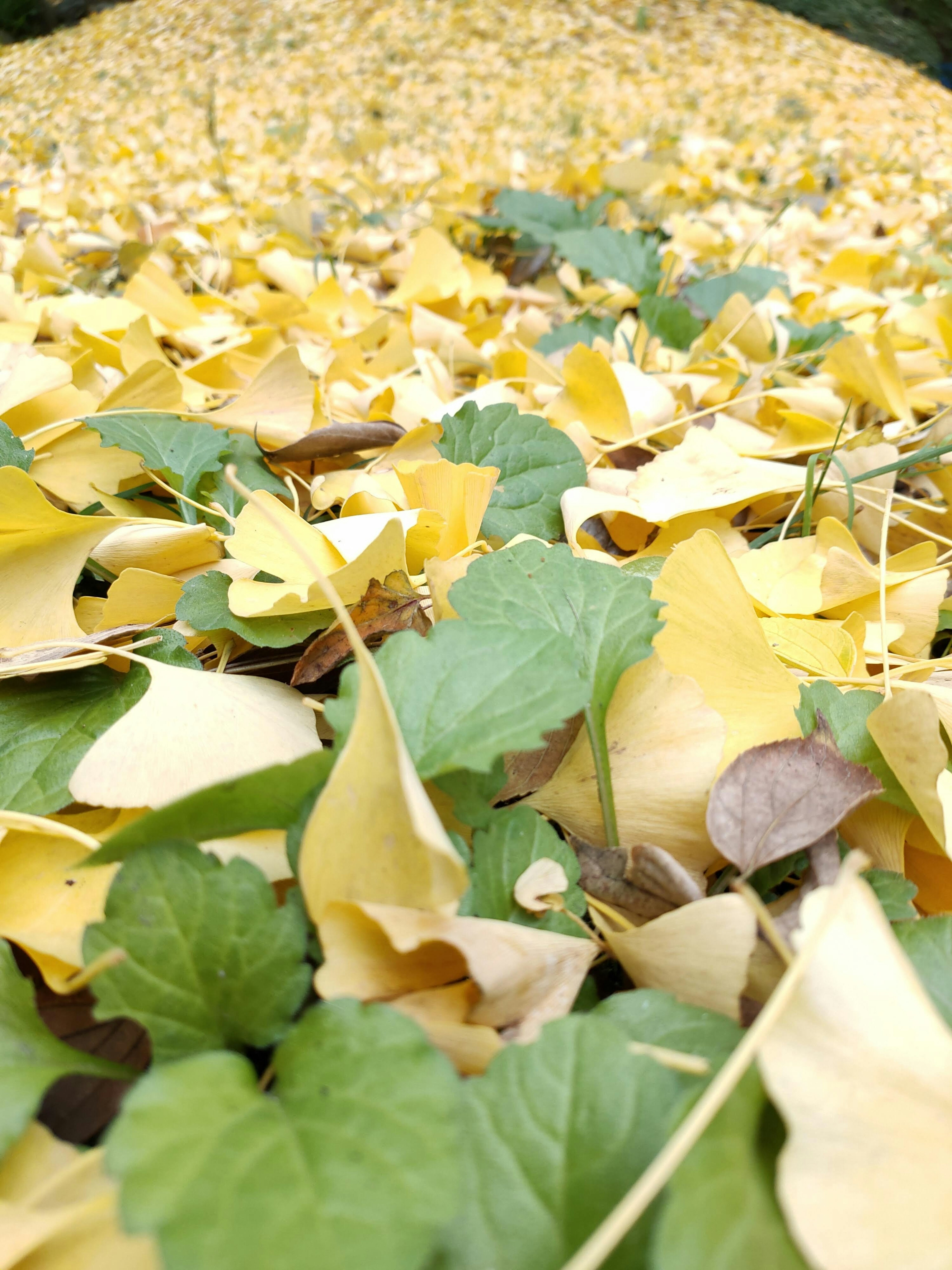 Paysage d'automne avec un mélange de feuilles jaunes et vertes