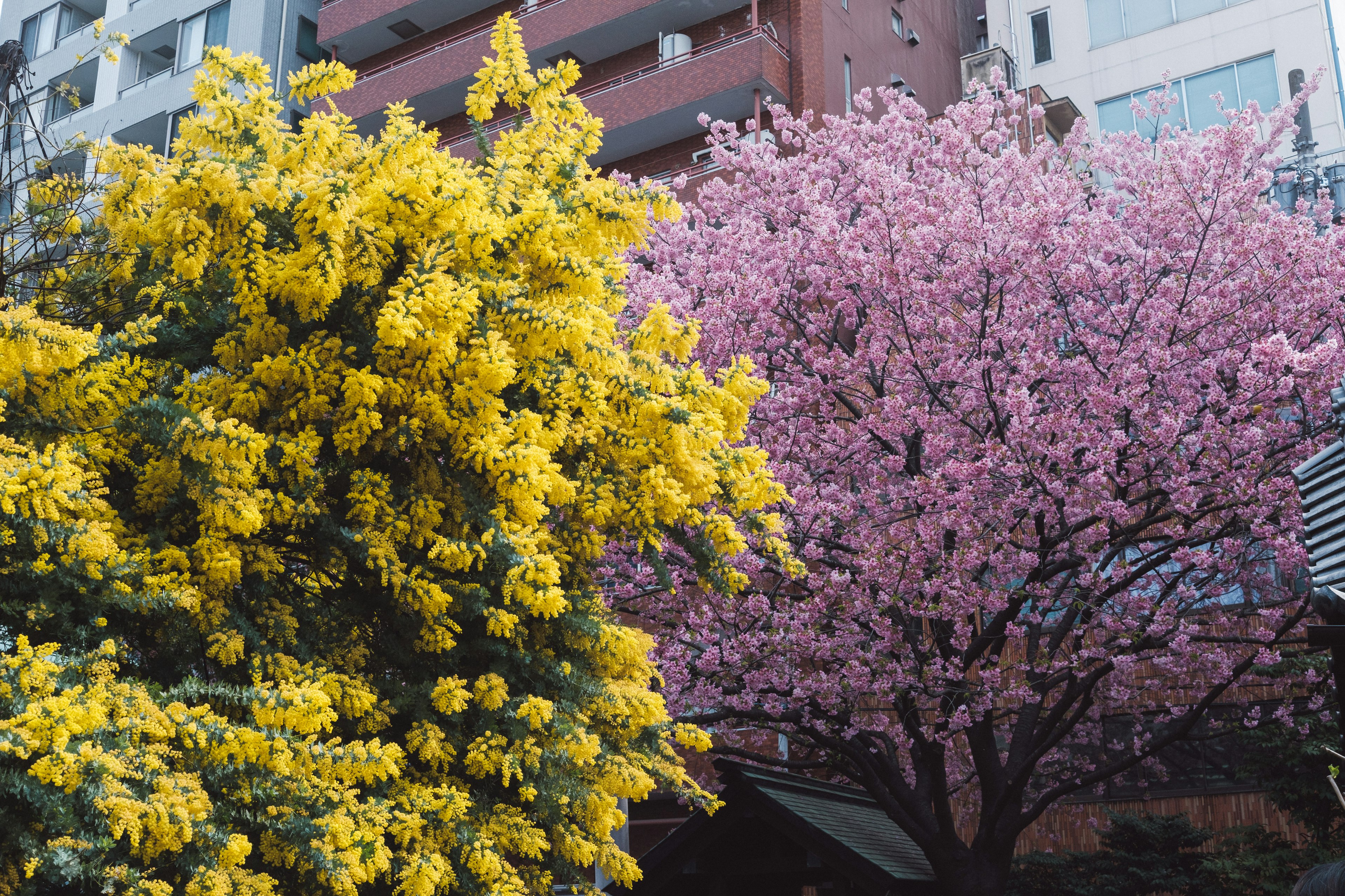 黄色い花と桜の木が並ぶ都市の風景