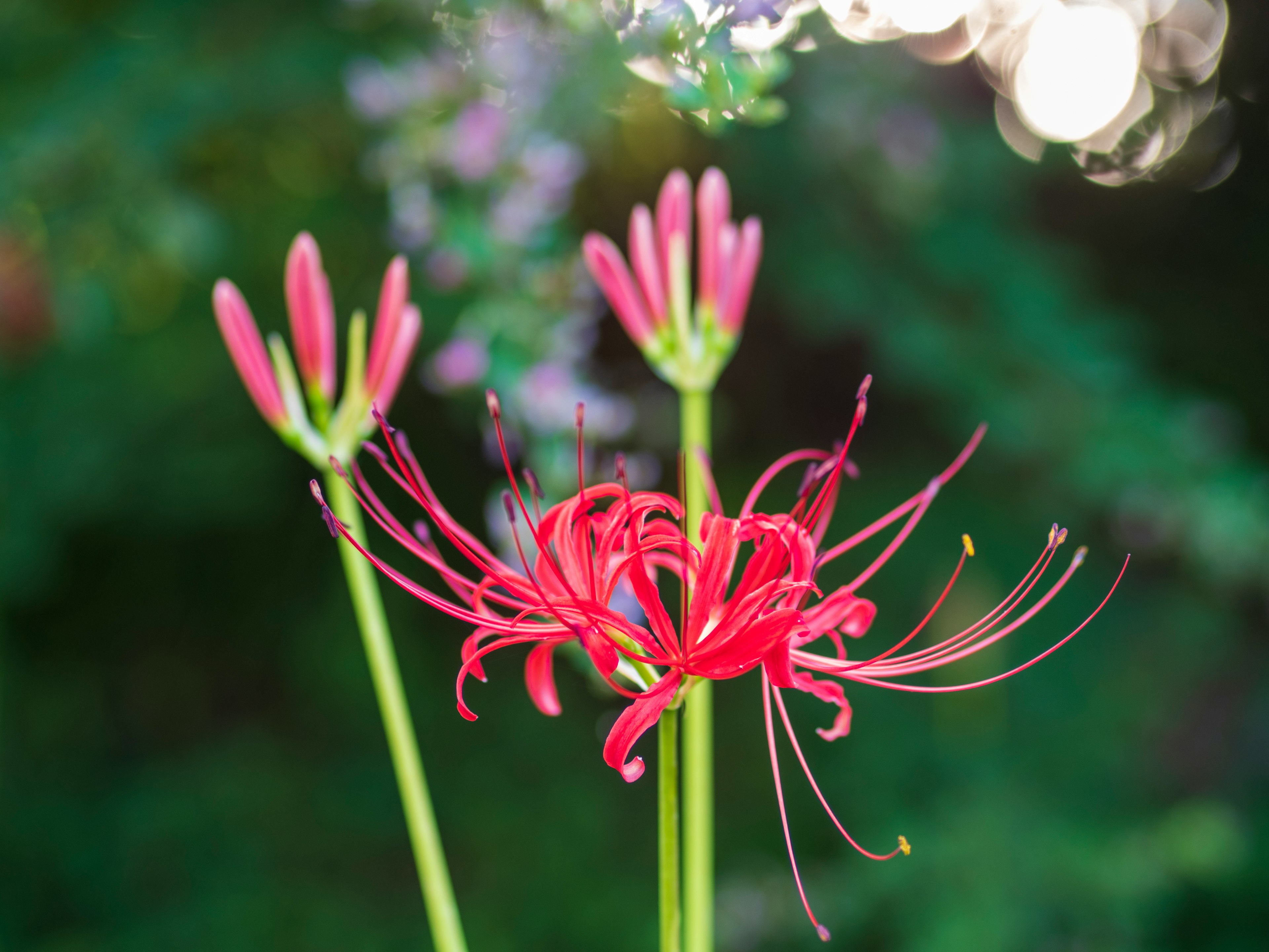 Close-up of a red spider lily featuring distinctive petals