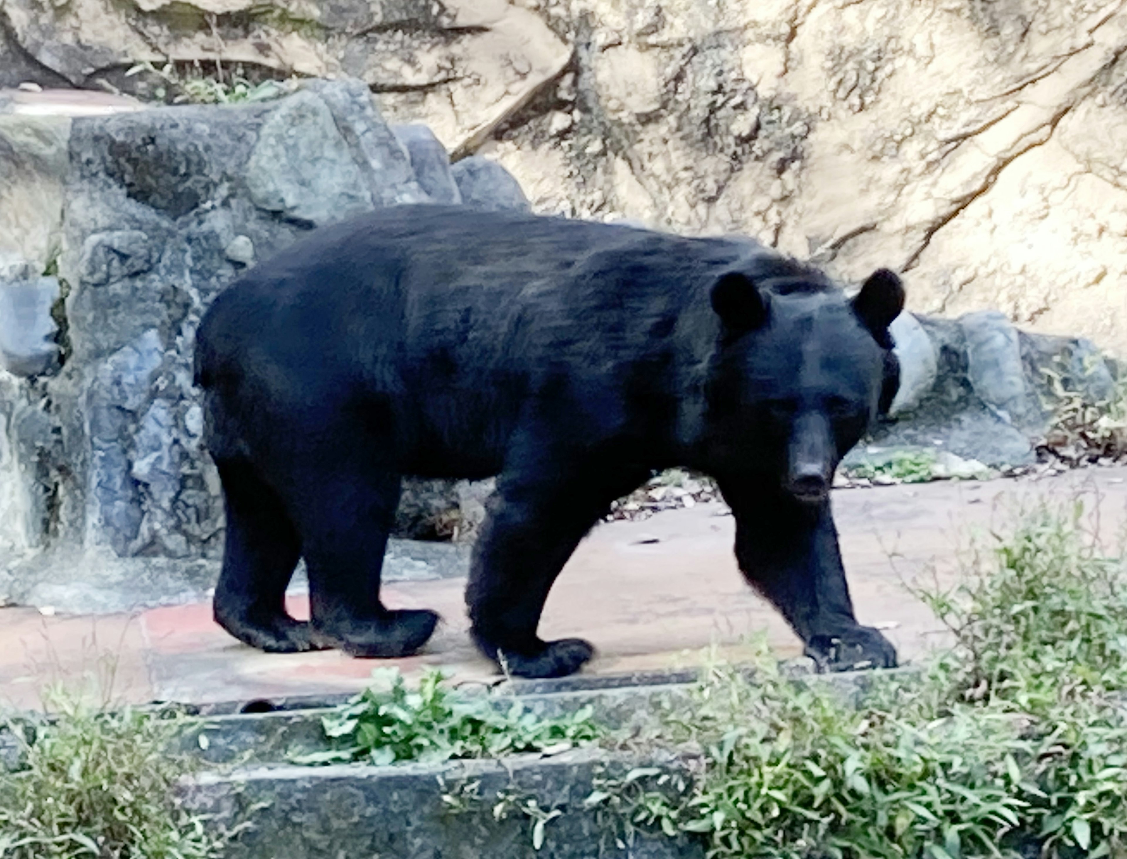 A black bear walking near rocks