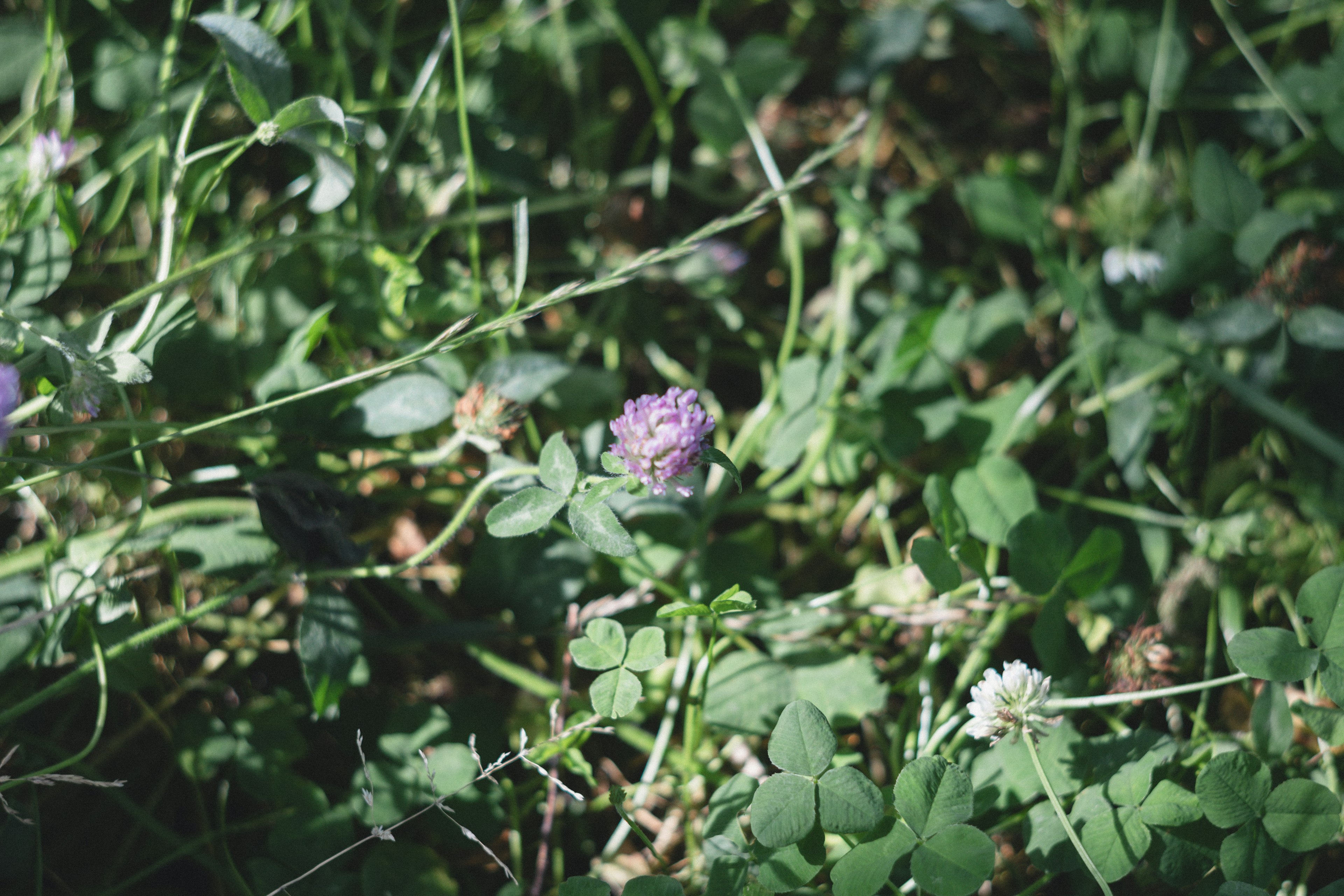 Lila und weiße Blumen blühen zwischen grünem Gras