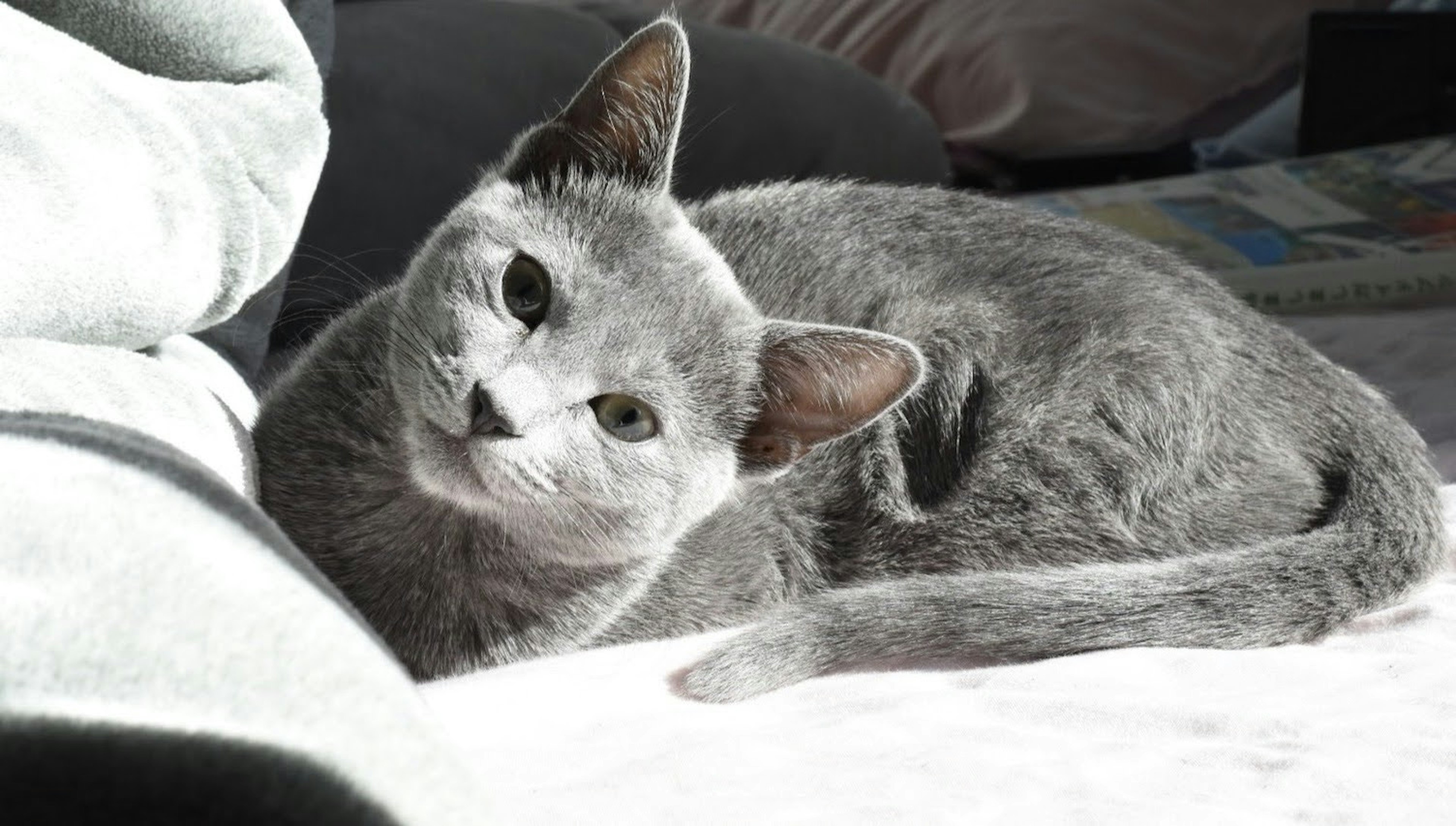 Chat gris allongé au soleil avec une posture détendue