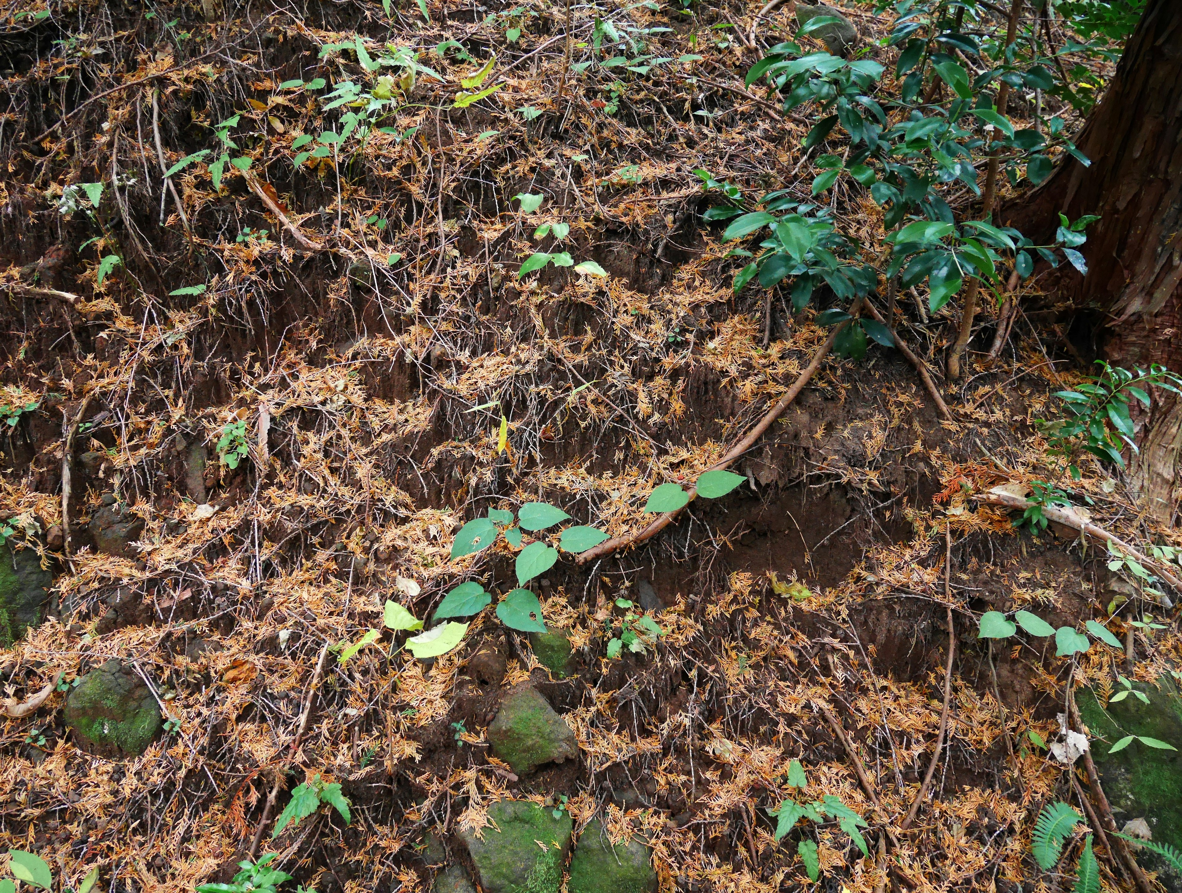 Suelo del bosque cubierto de plantas verdes y hojas caídas marrones