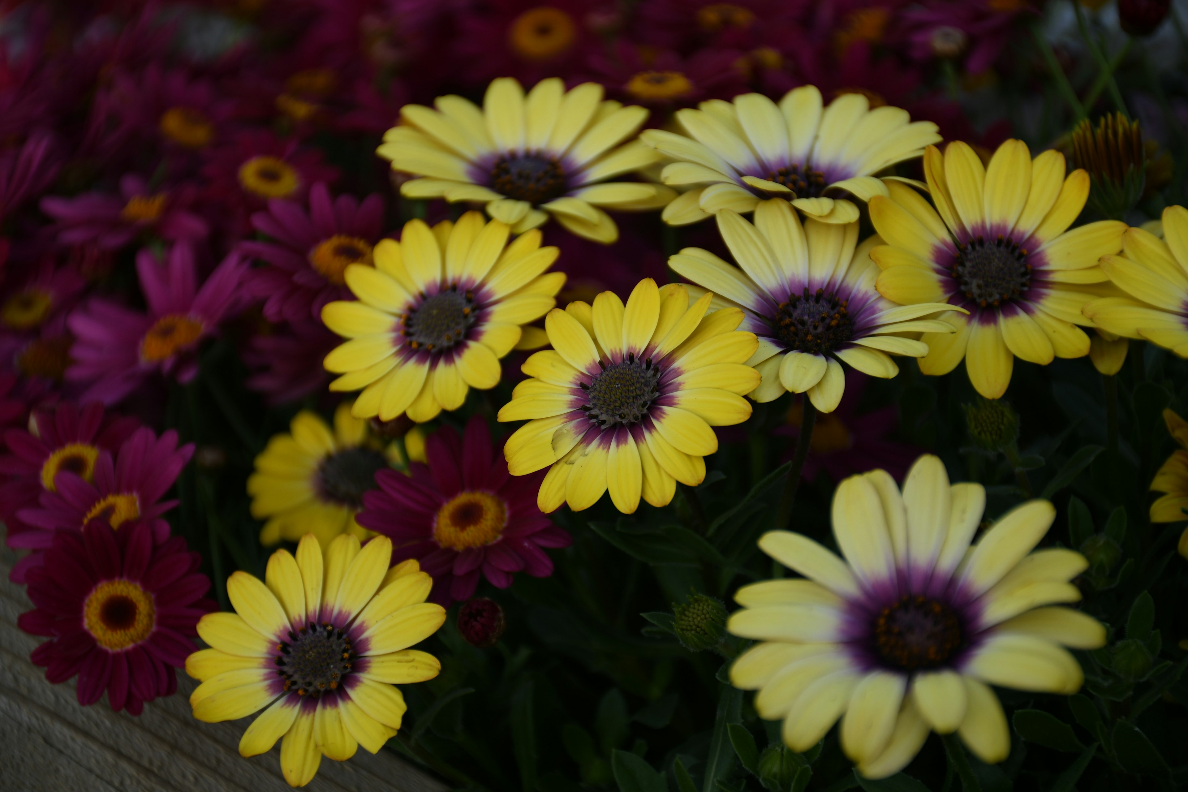 A bouquet of bright yellow and purple flowers