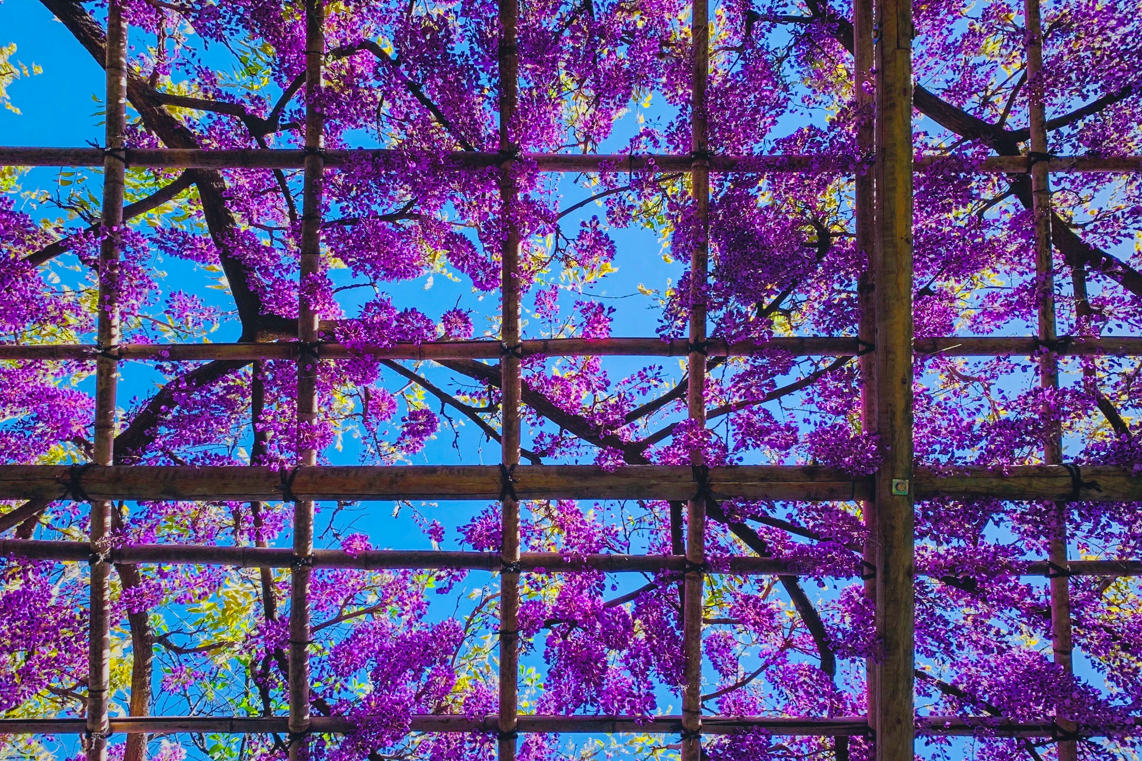 Structure en grille avec des arbres en fleurs violets et un ciel bleu clair