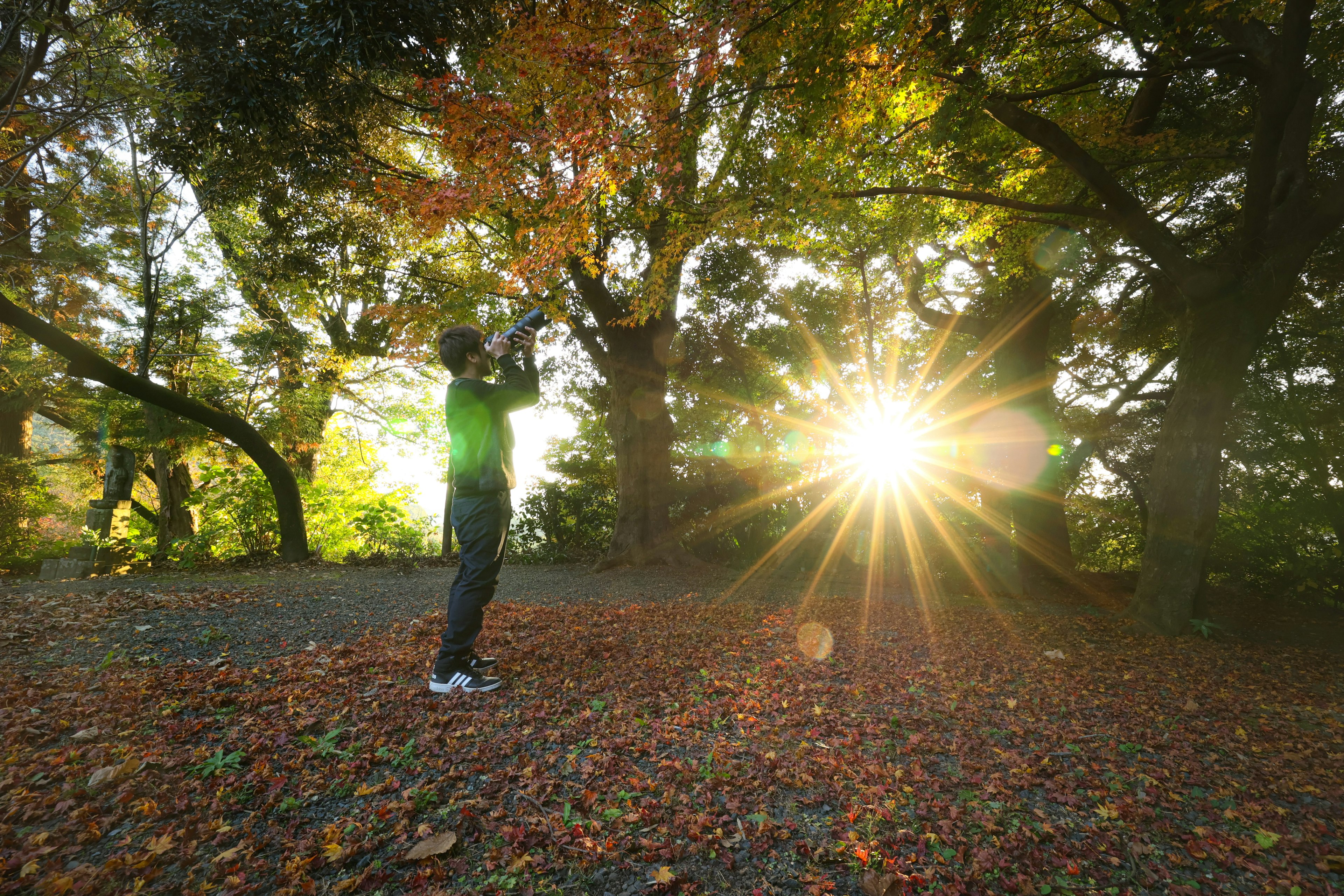 Persona in piedi tra alberi autunnali con luce solare