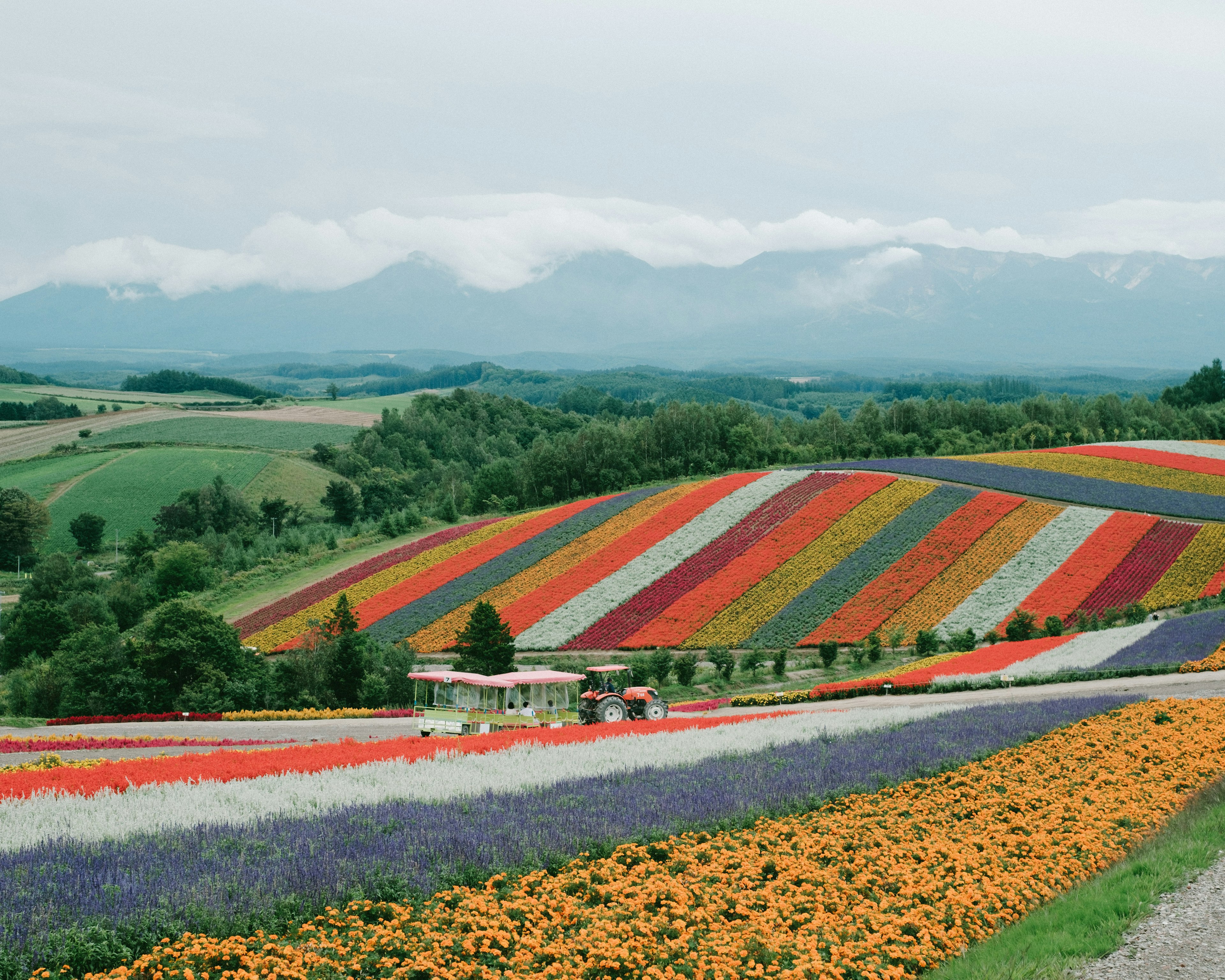 Lebendige Blumenfelder mit bunten Streifen und fernen Bergen