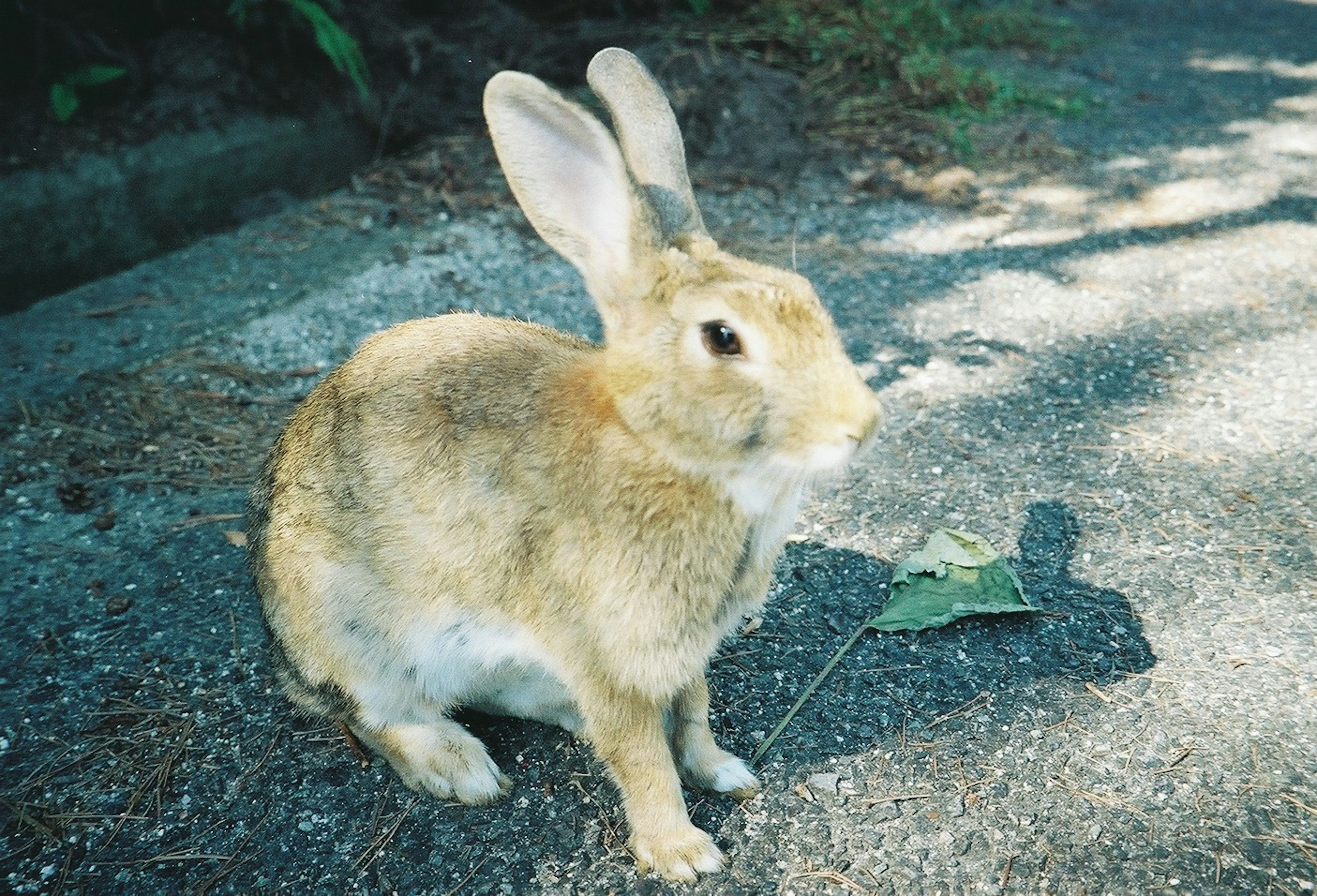 小さな茶色のウサギが地面に座っている