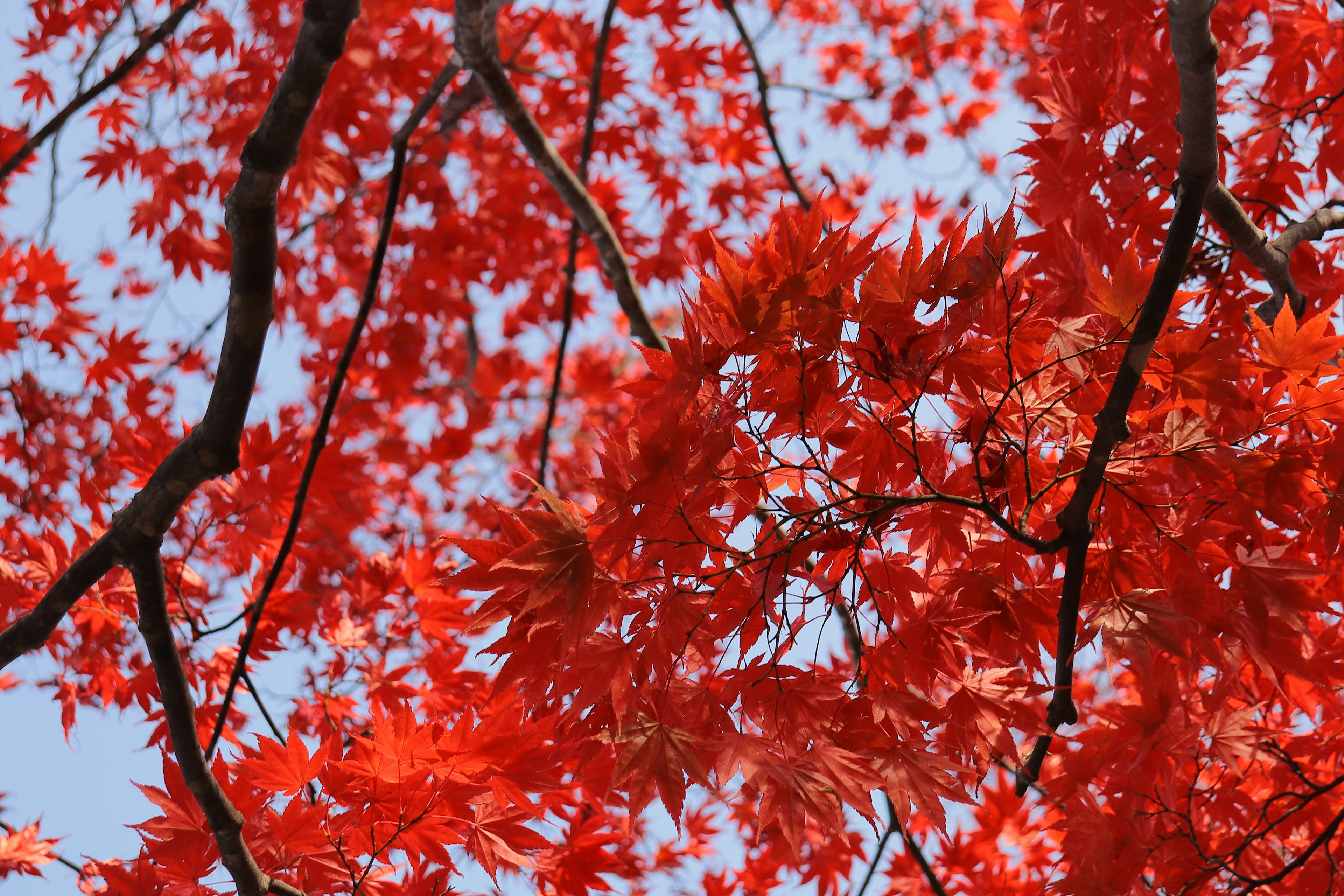 Daun maple merah cerah di bawah langit biru