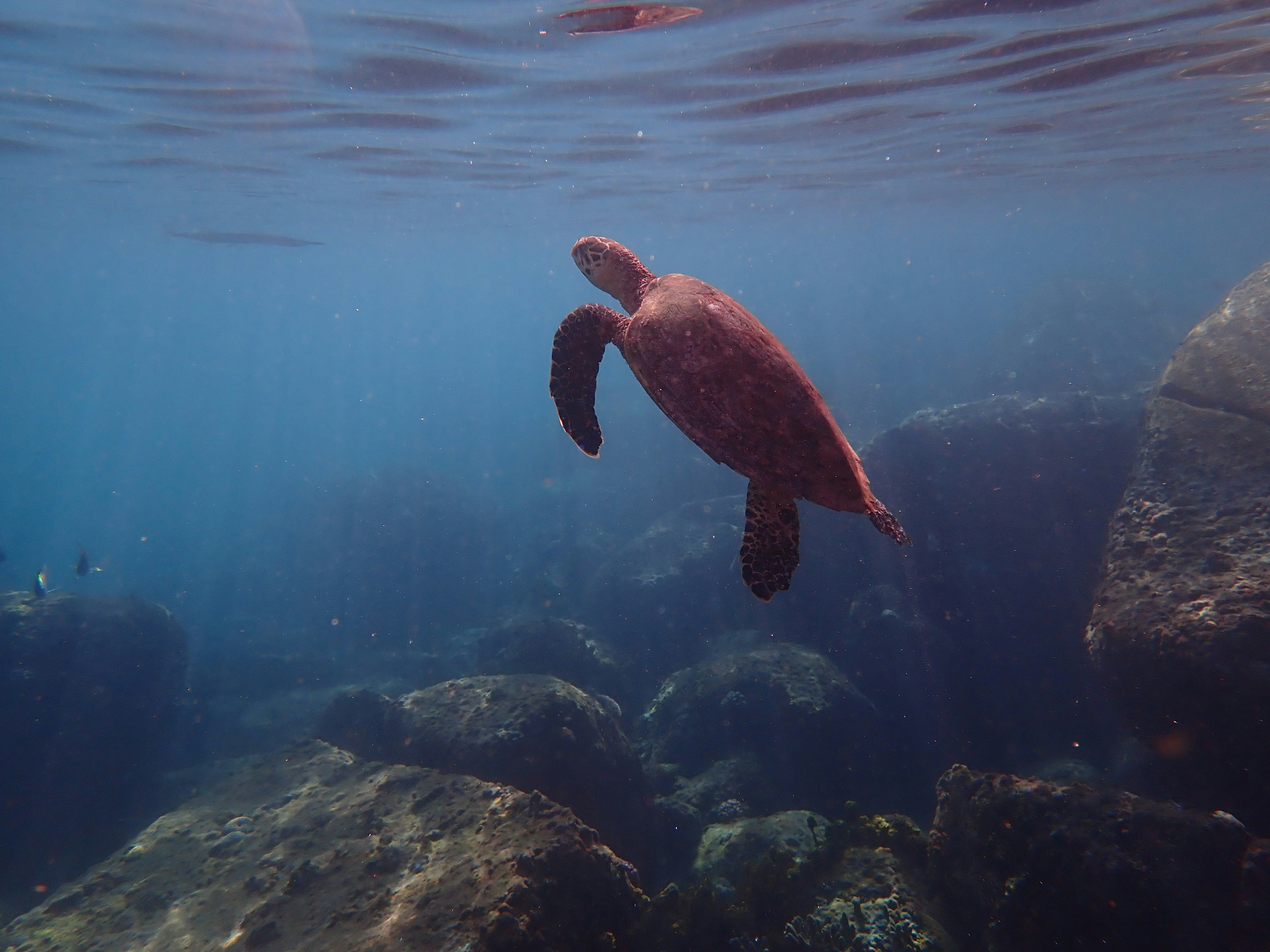 水中のウミガメが岩の間を泳いでいる様子