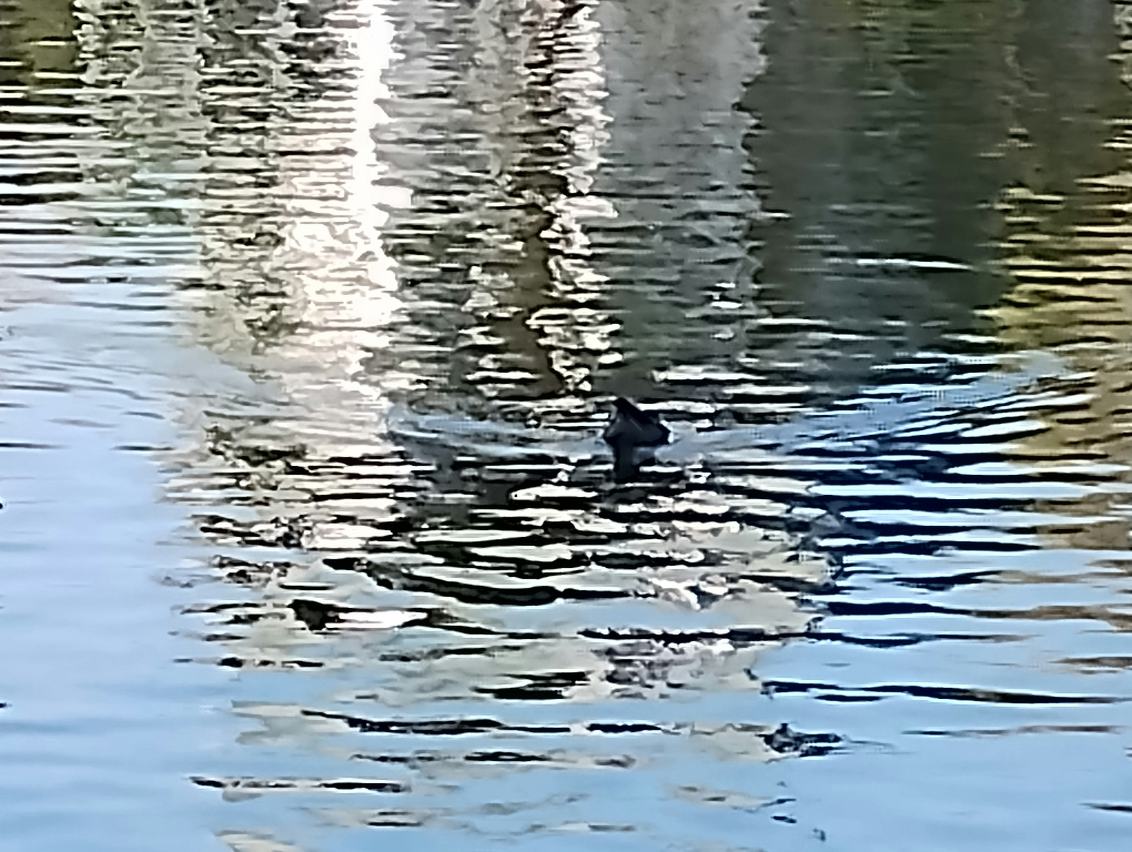 Bebek berenang di permukaan air dengan pantulan cahaya