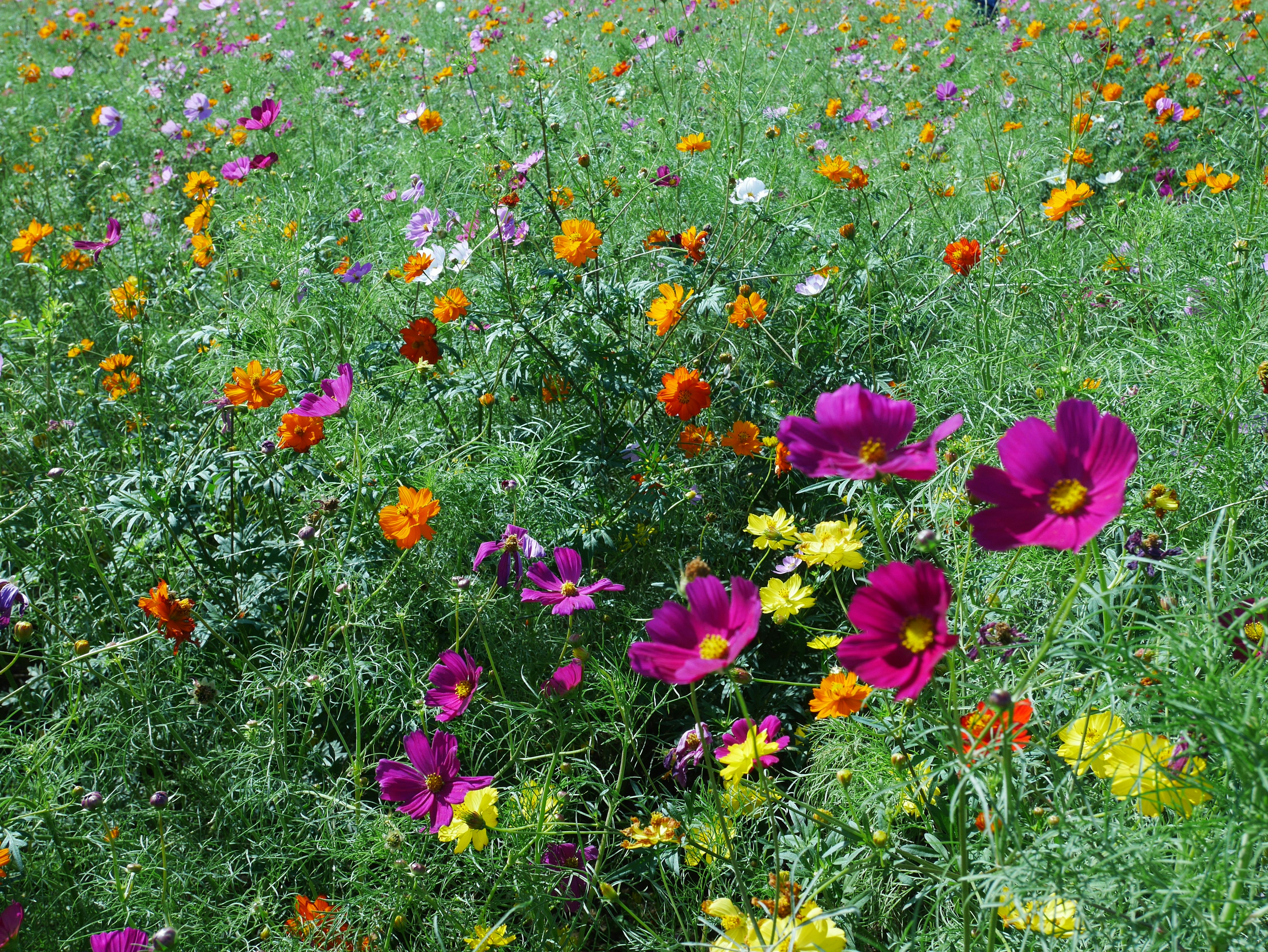 Prato vibrante pieno di fiori colorati in varie tonalità