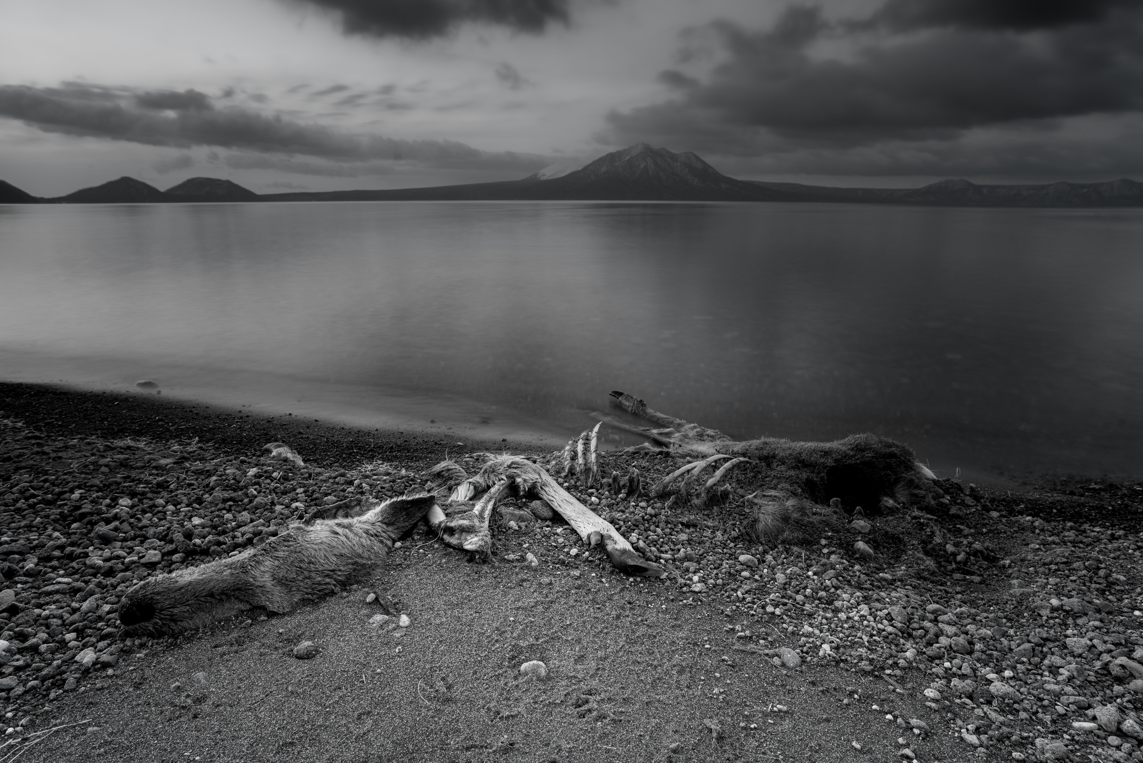 Black and white shoreline with driftwood and tranquil lake scenery