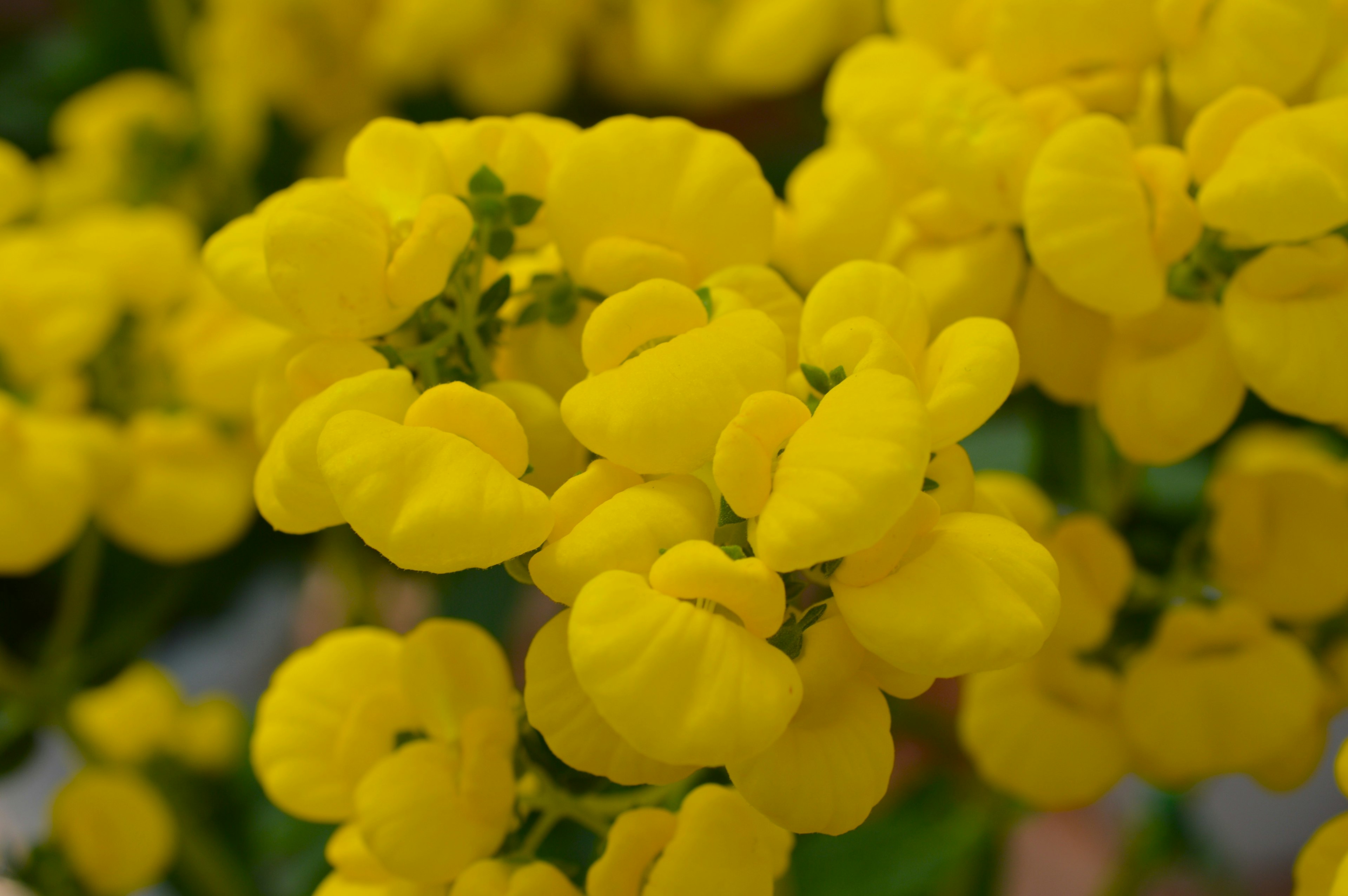 黄色い花が咲いている植物のクローズアップ