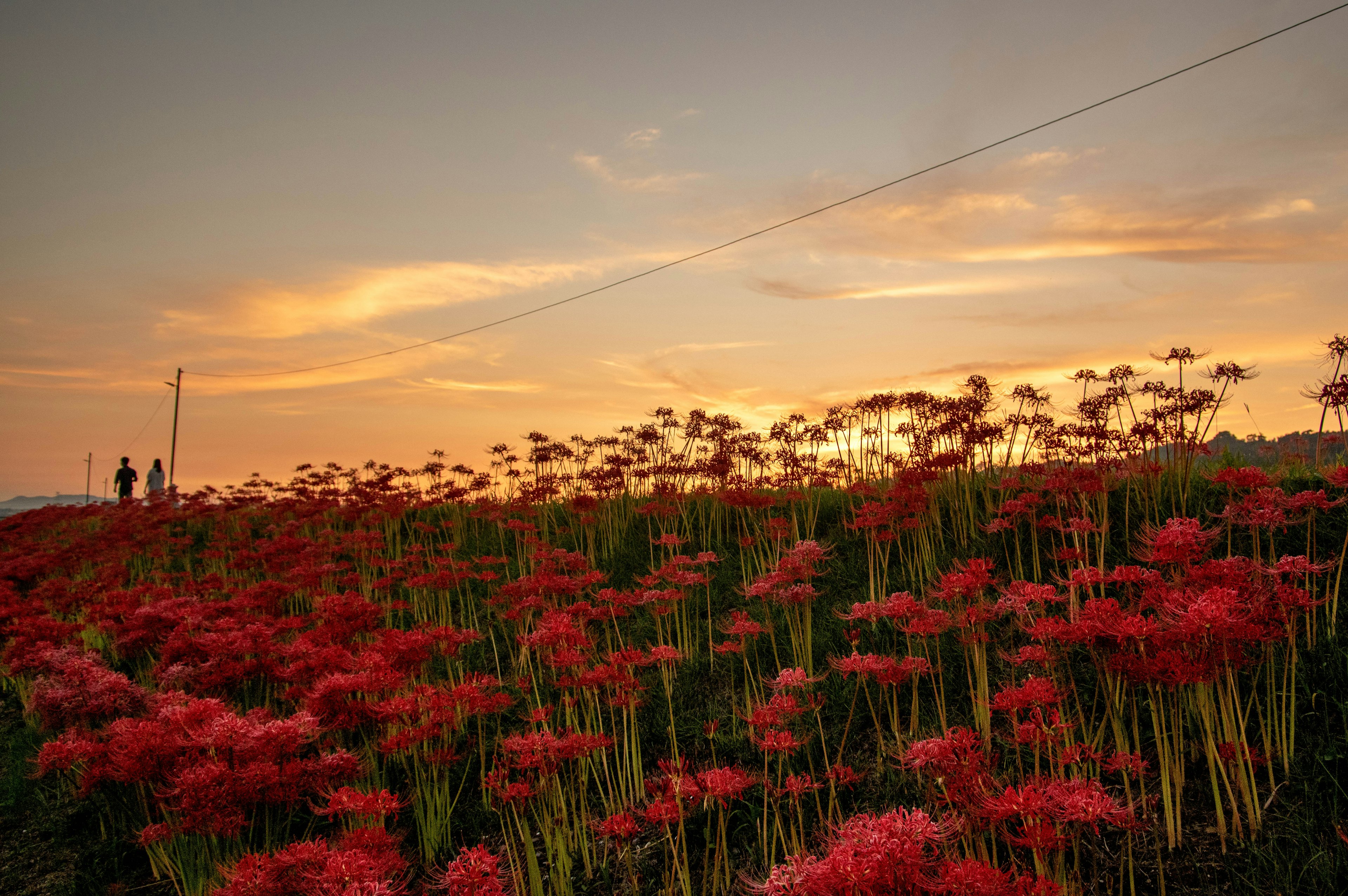 Dos personas de pie en un campo de flores rojas contra un atardecer