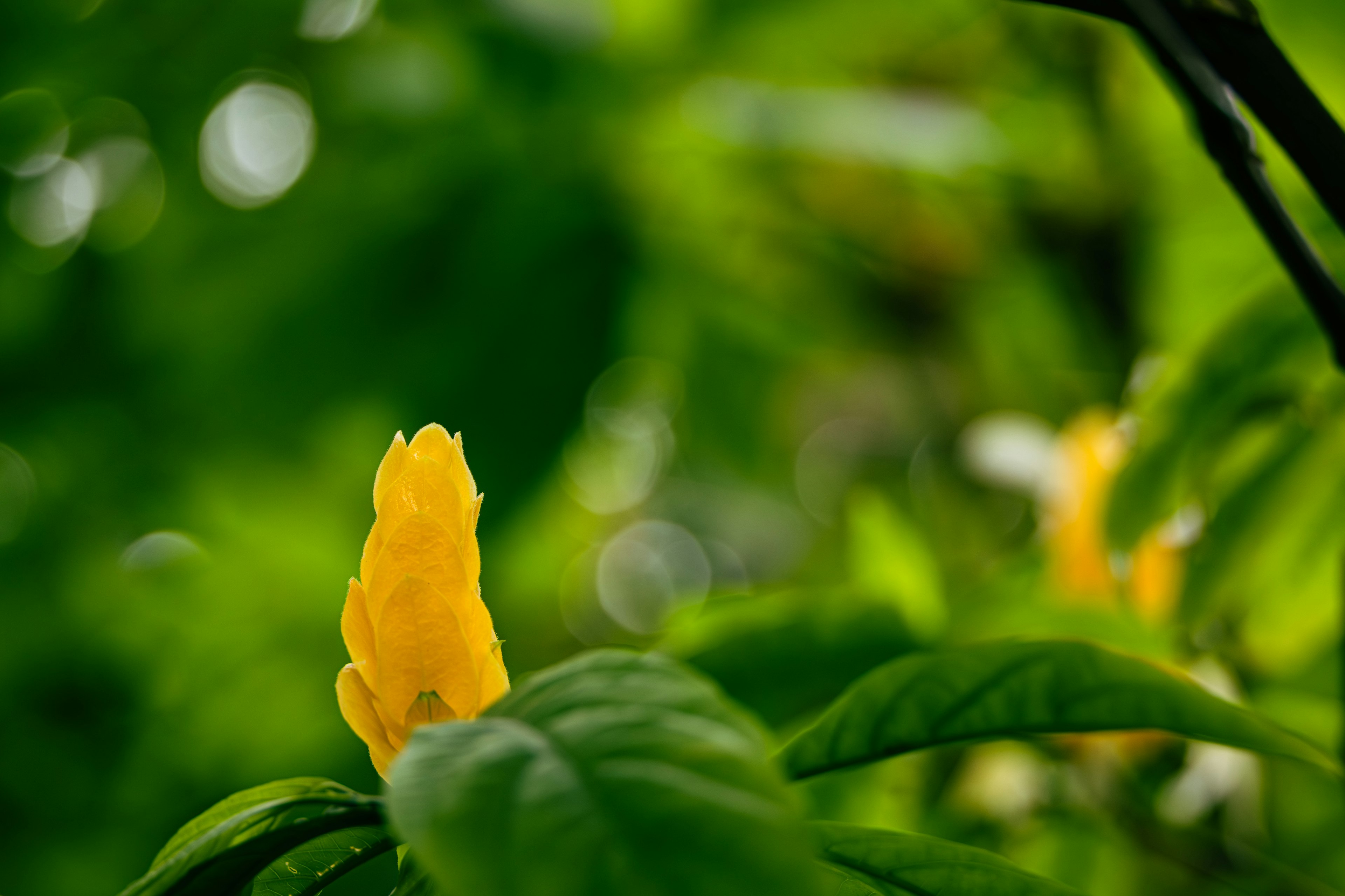 Bouton de fleur jaune émergeant parmi des feuilles vertes