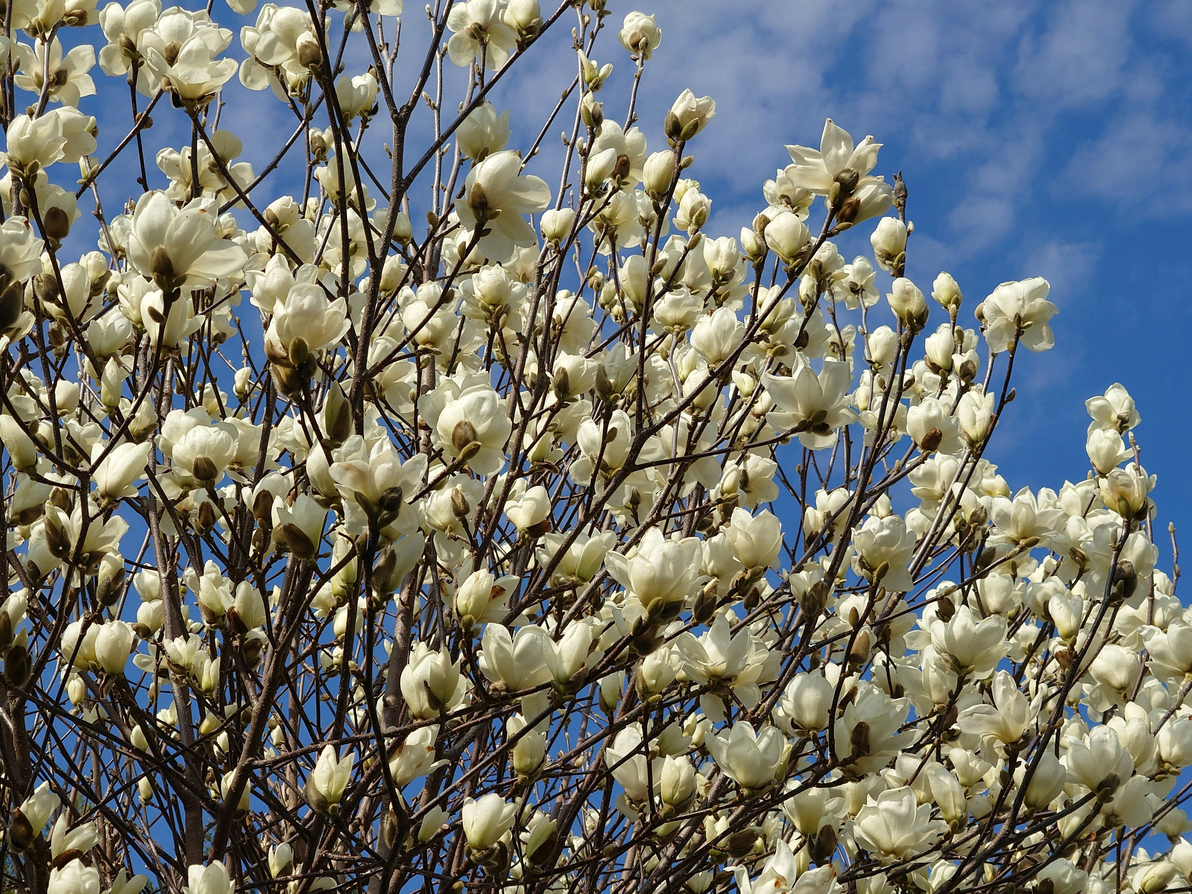 Branches d'arbre couvertes de fleurs blanches contre un ciel bleu