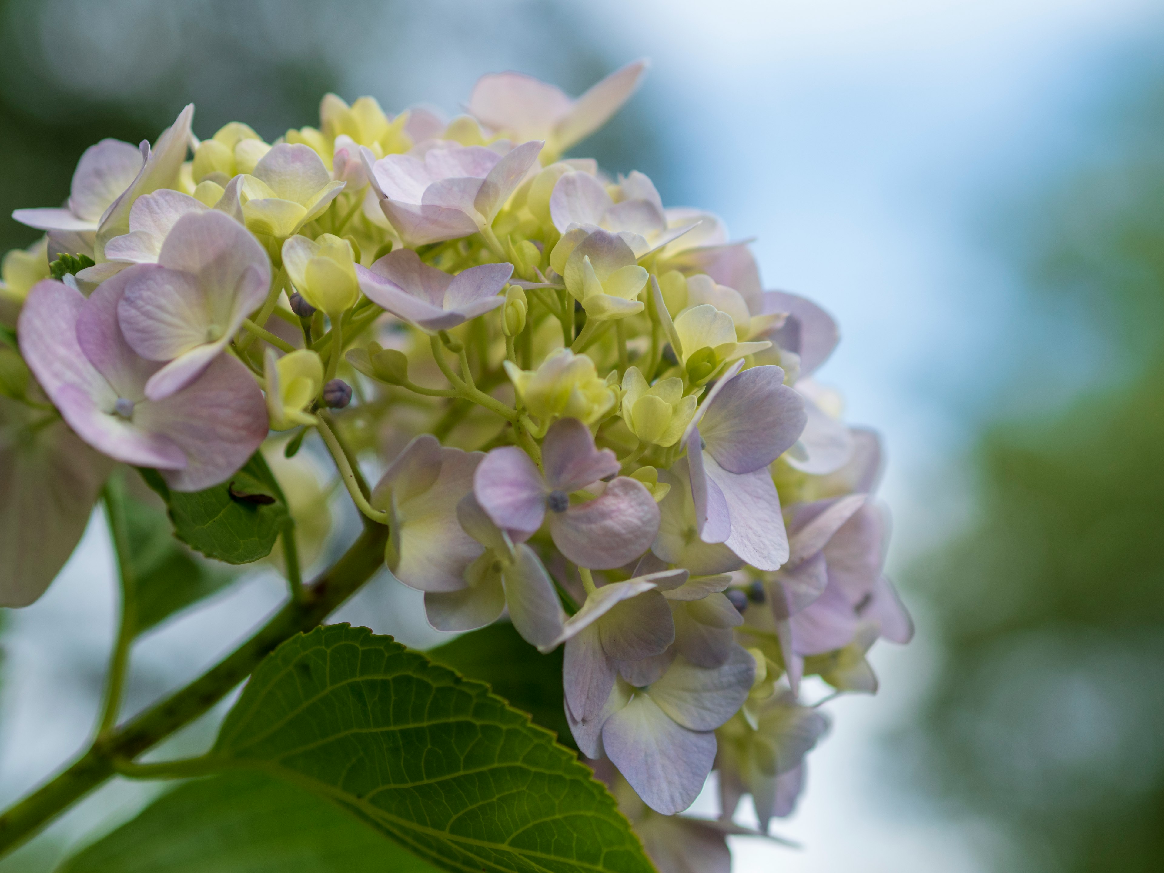 Gambar dekat bunga hydrangea ungu pucat