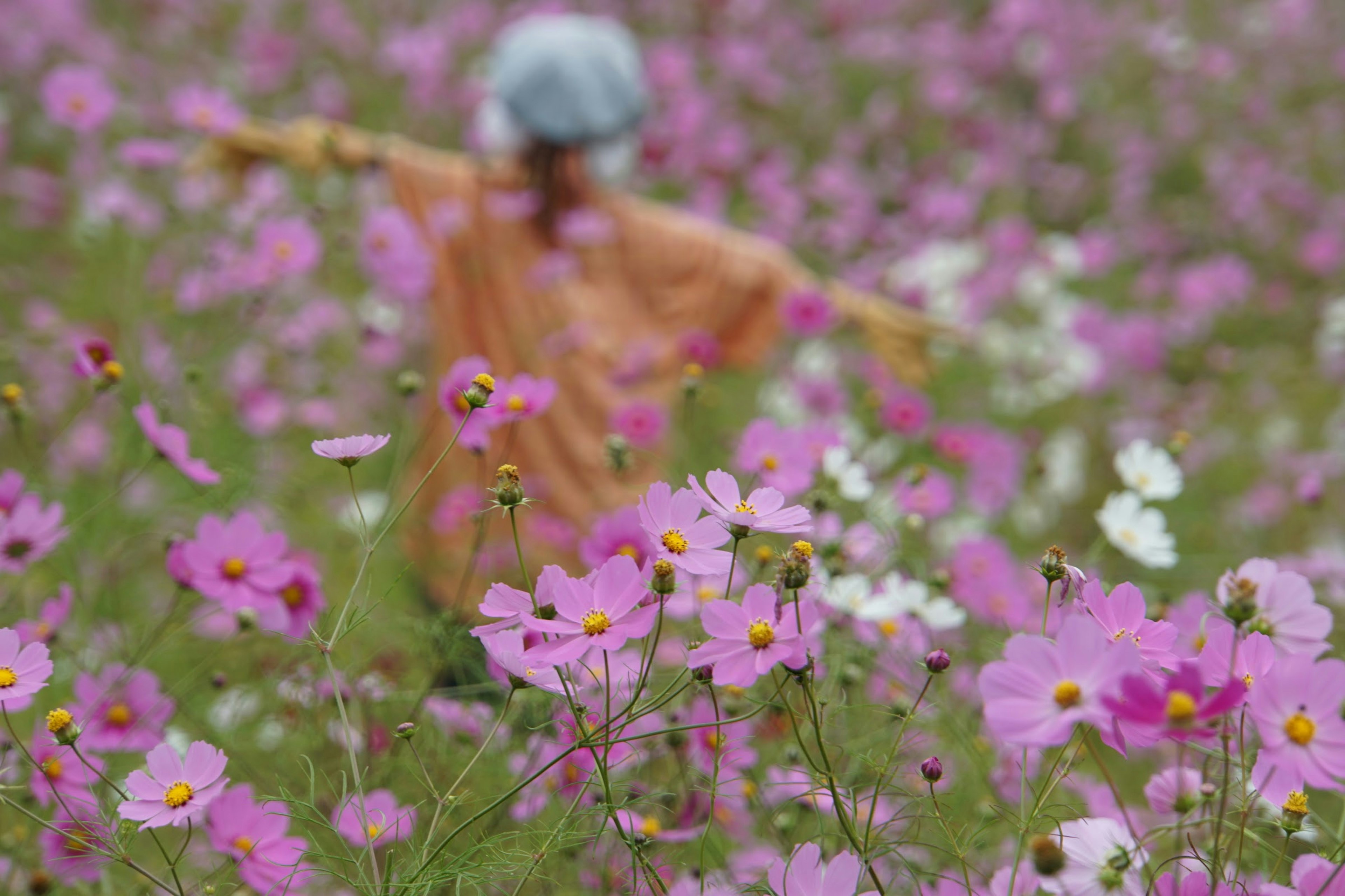 背景中一個人站在盛開的花海中