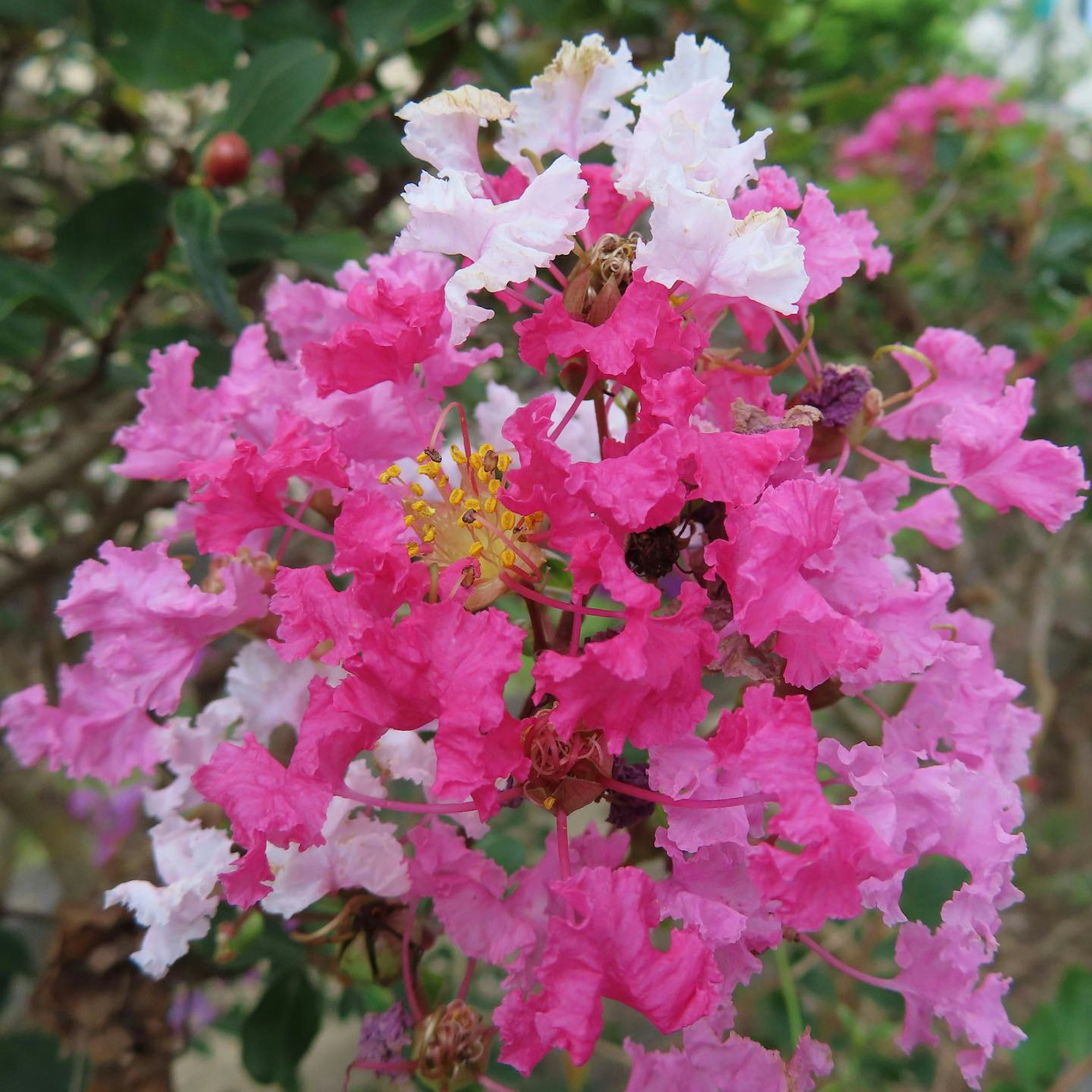 Kumpulan bunga crepe myrtle berwarna pink dan putih yang cerah