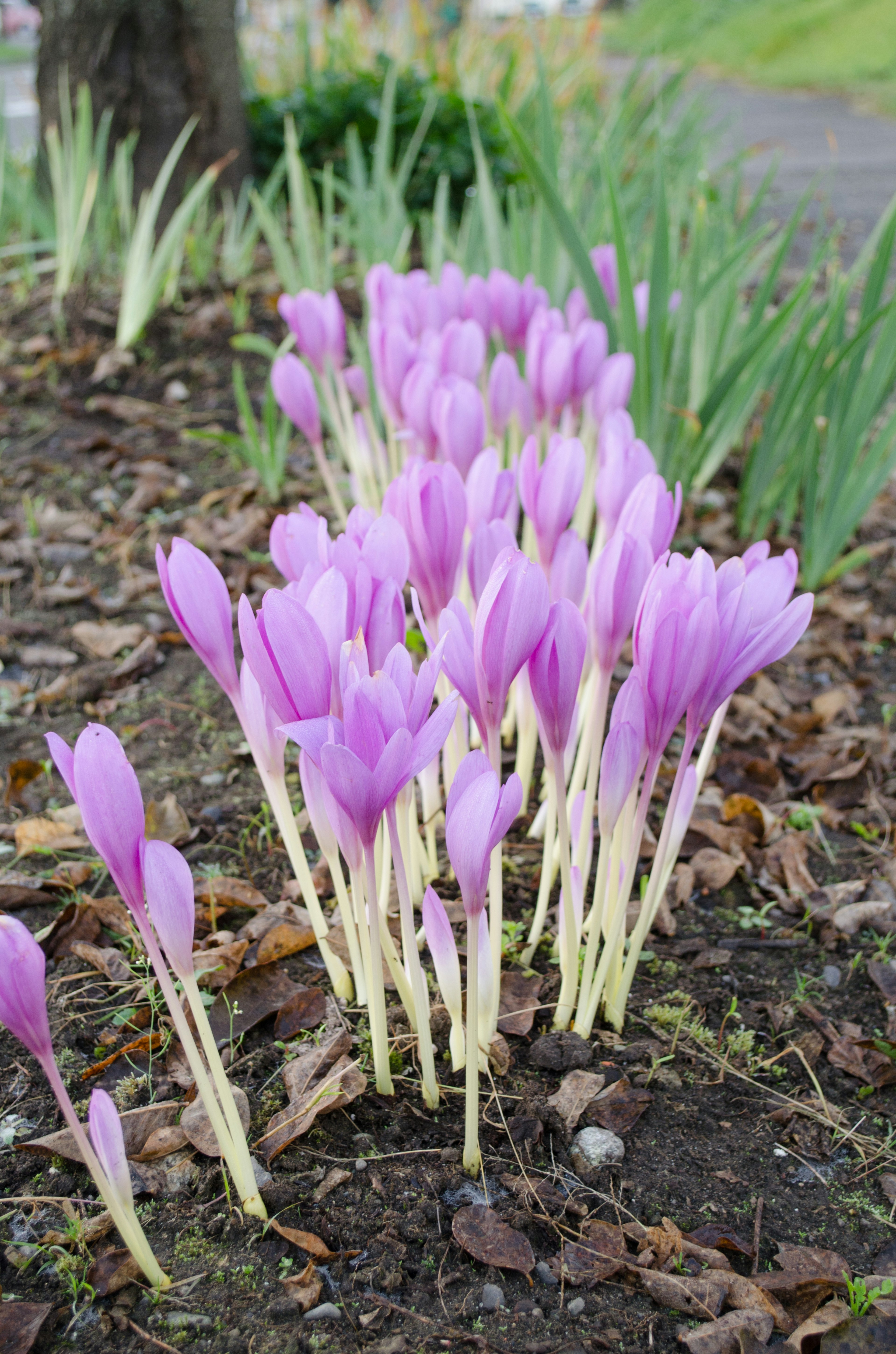 Ansammlung von Krokusblumen mit lila Blütenblättern, die aus dem Boden wachsen