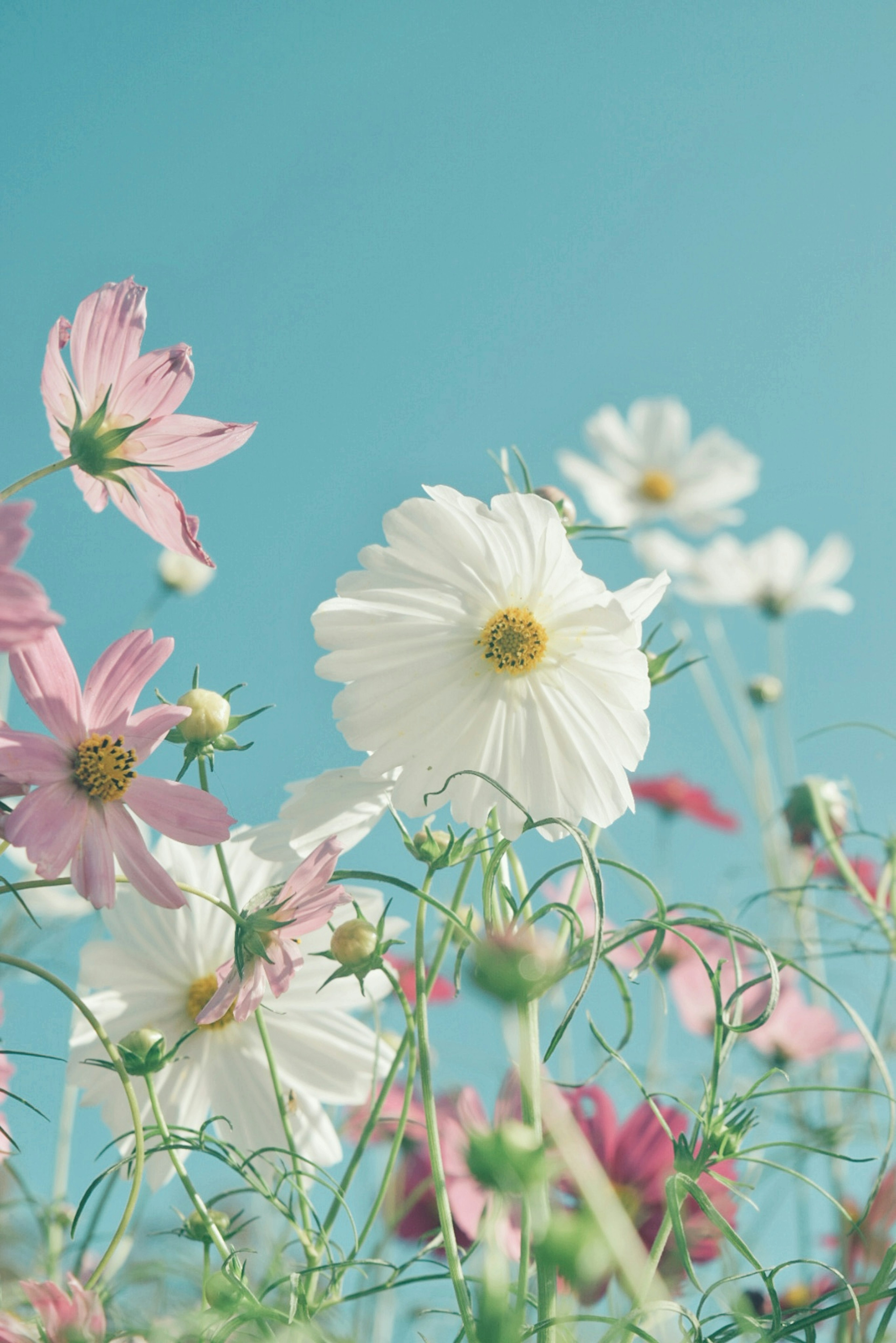 Fiori colorati che sbocciano sotto un cielo blu