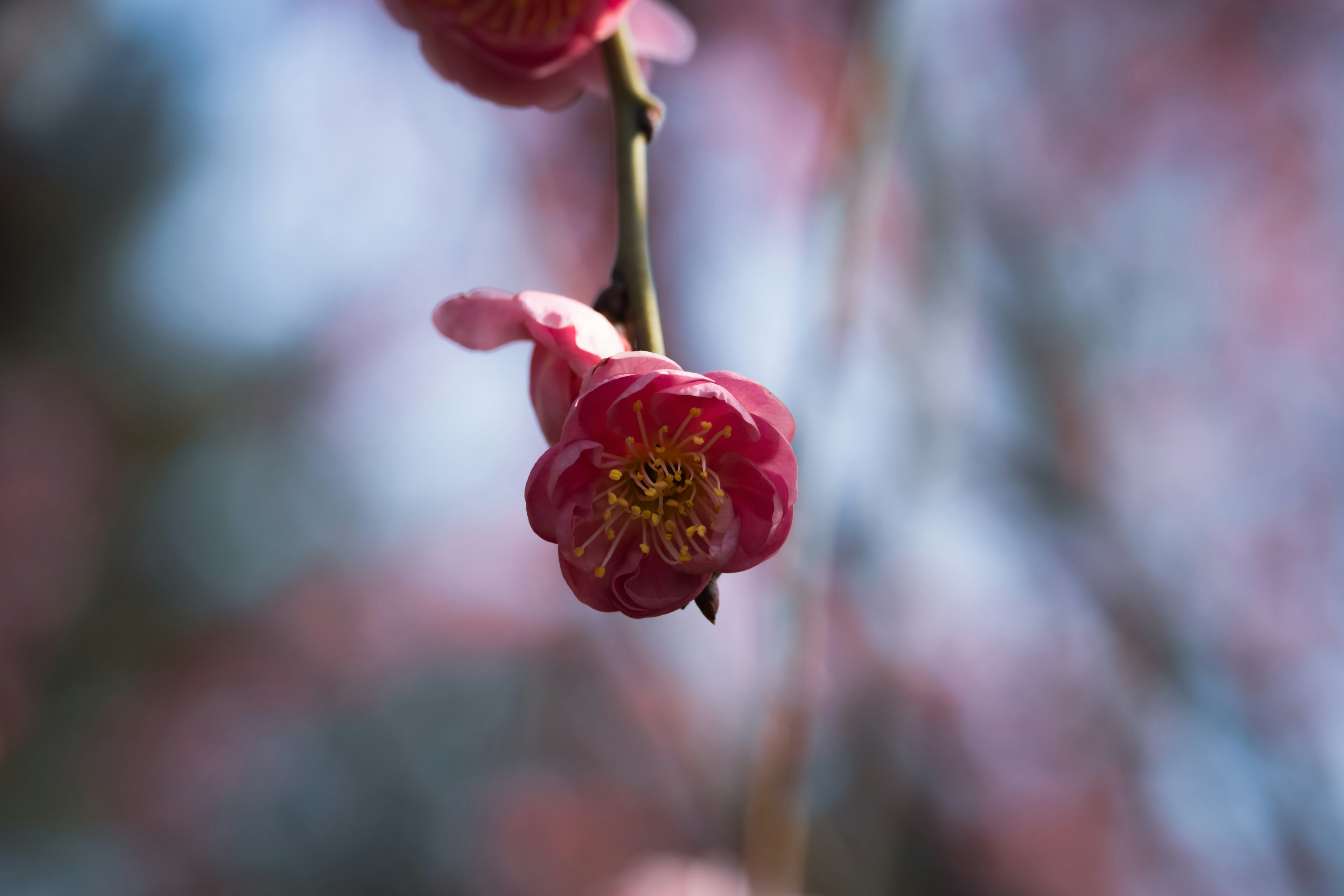 Nahaufnahme einer blühenden rosa Blume an einem Zweig