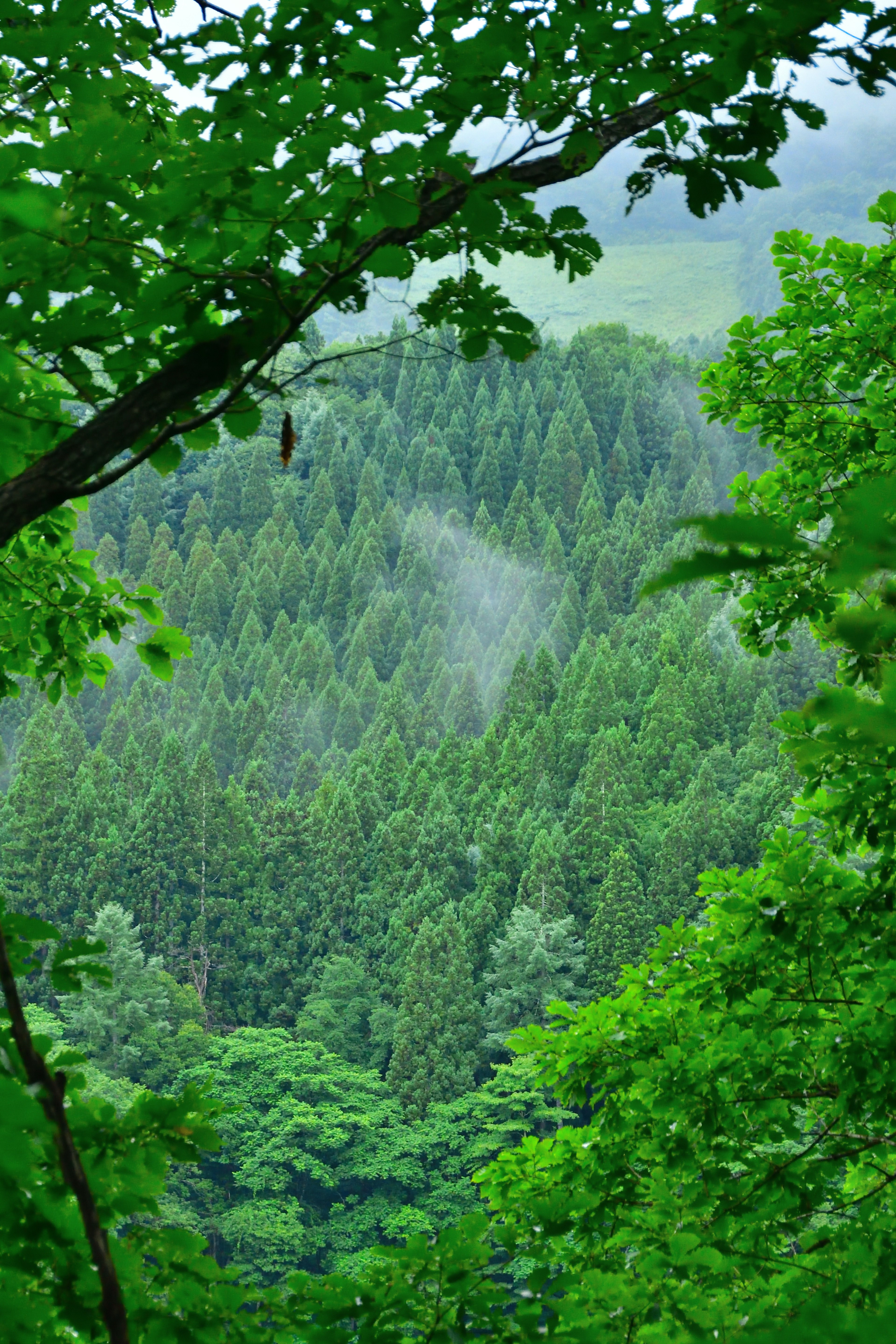 Üppige grüne Waldlandschaft mit dichten Bäumen und Nebel