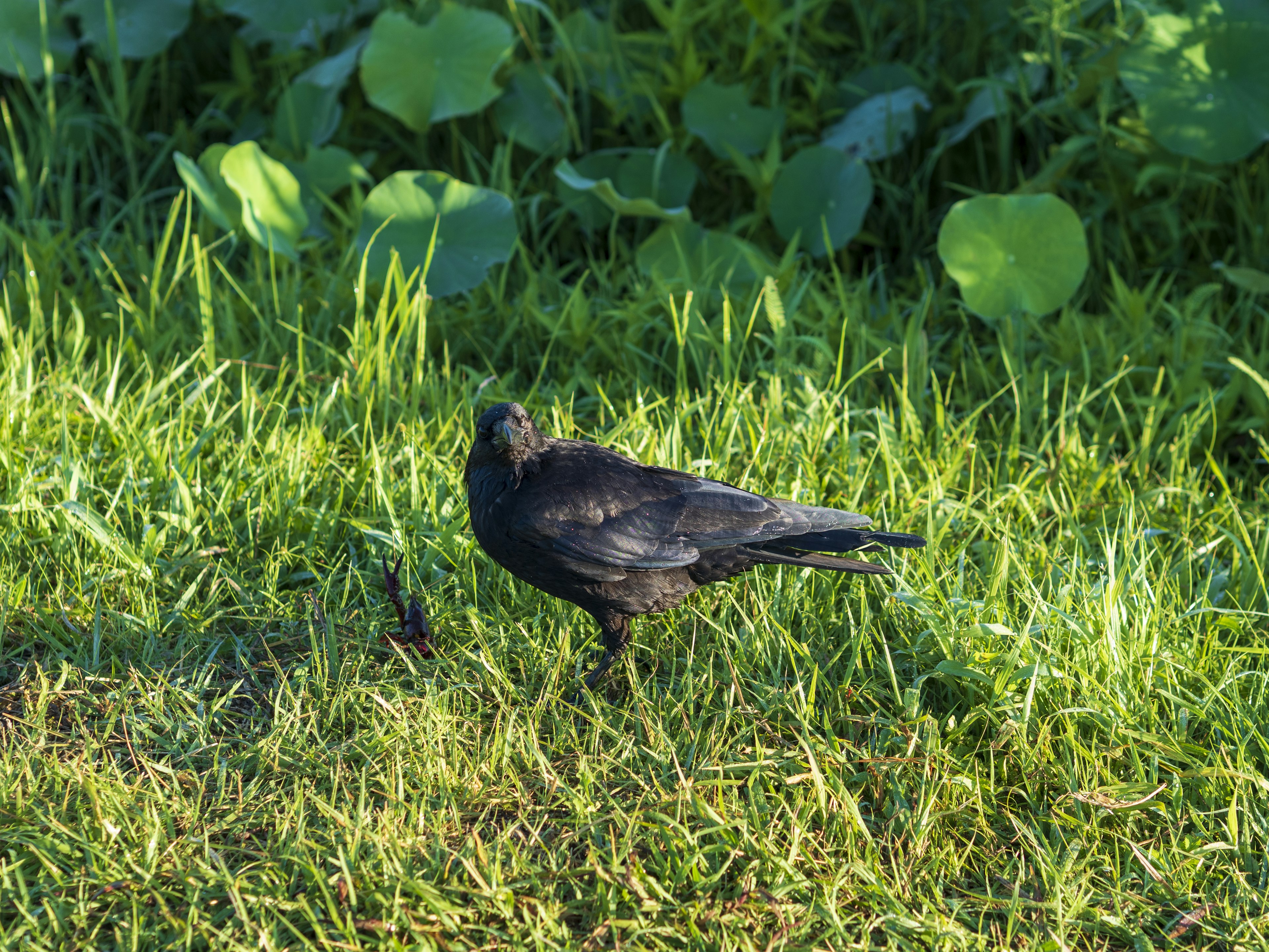 Ein schwarzer Vogel steht im grünen Gras